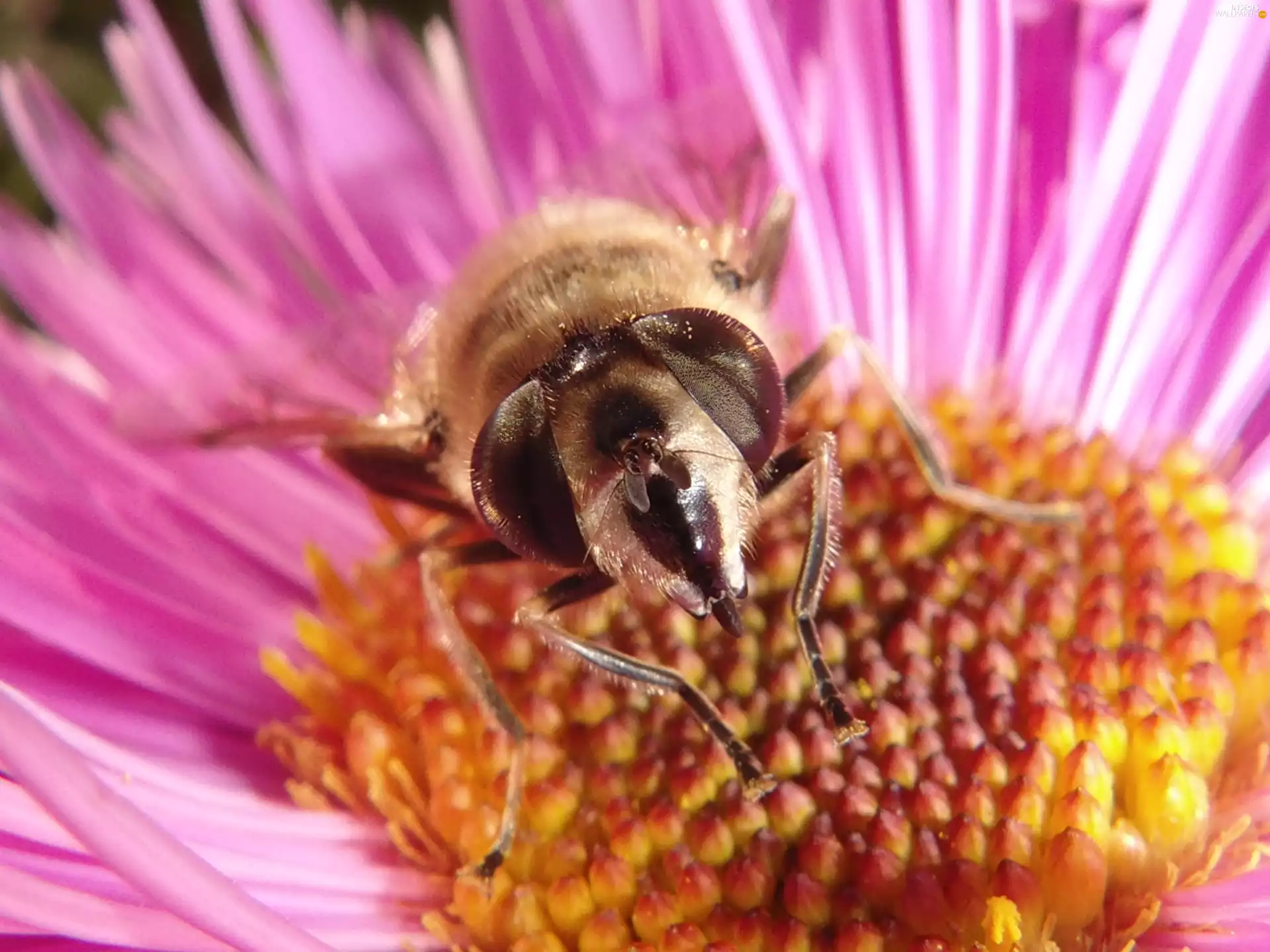fly, Colourfull Flowers