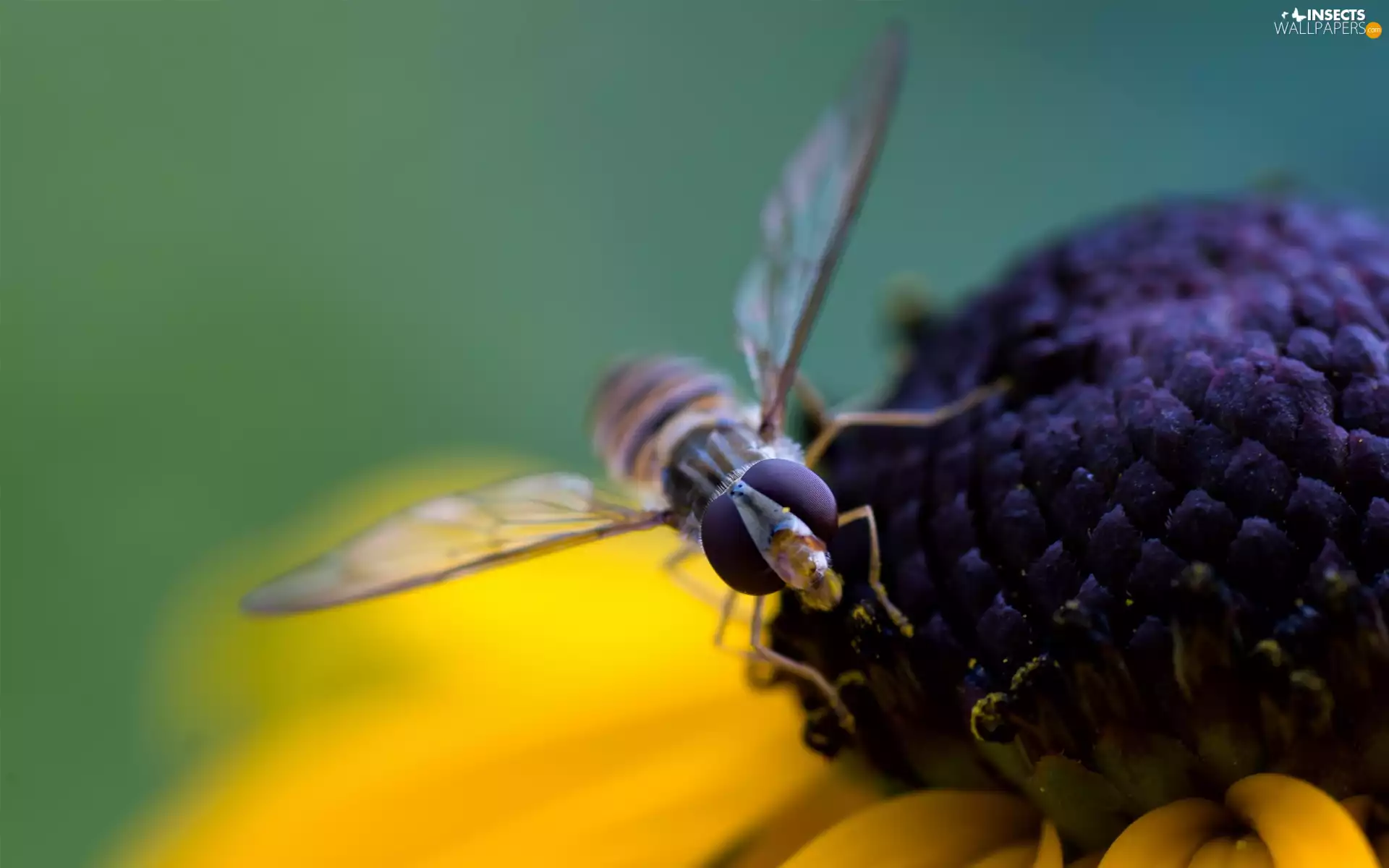 fly, Colourfull Flowers