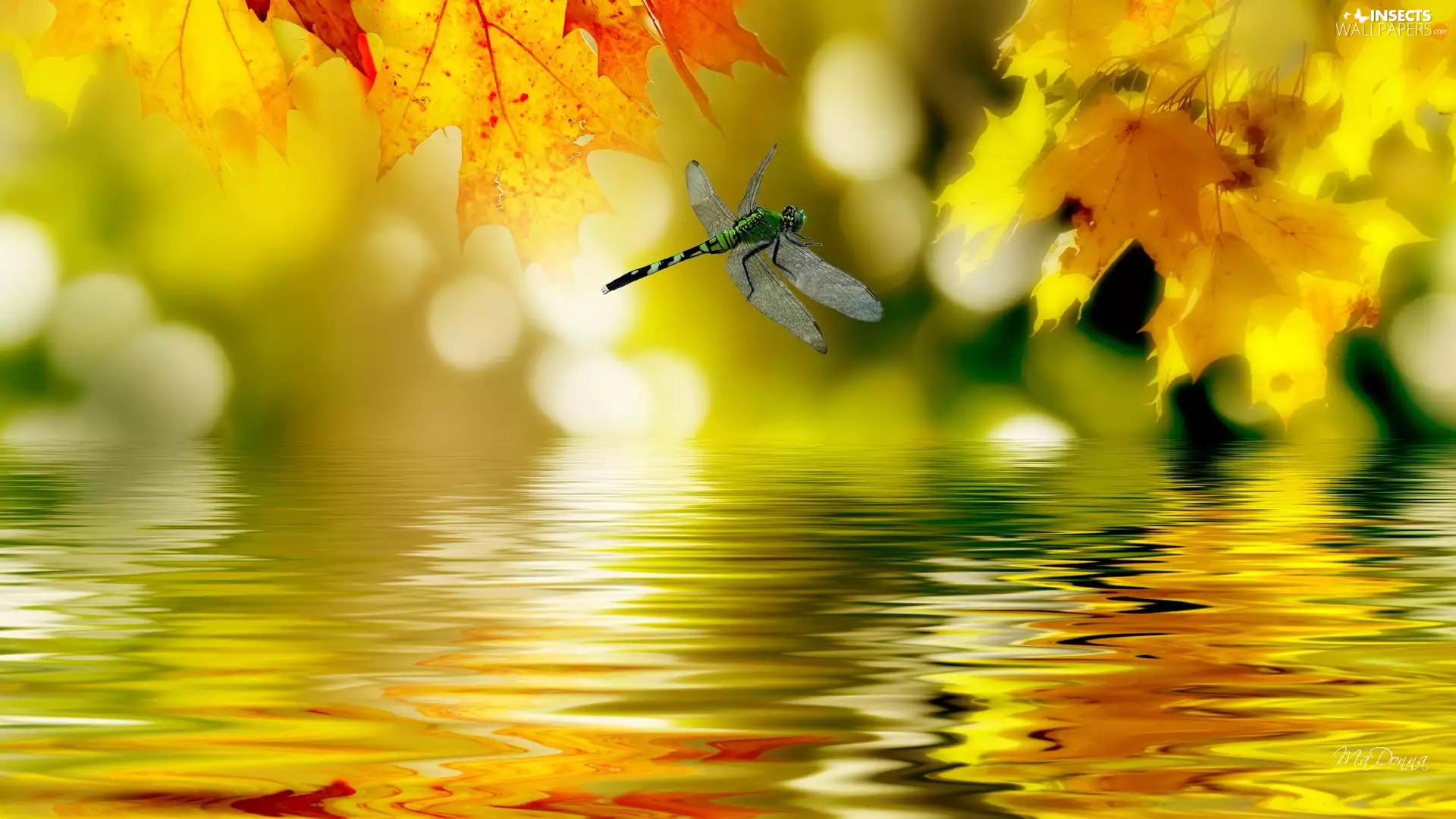 dragon-fly, Leaf, water, Yellow