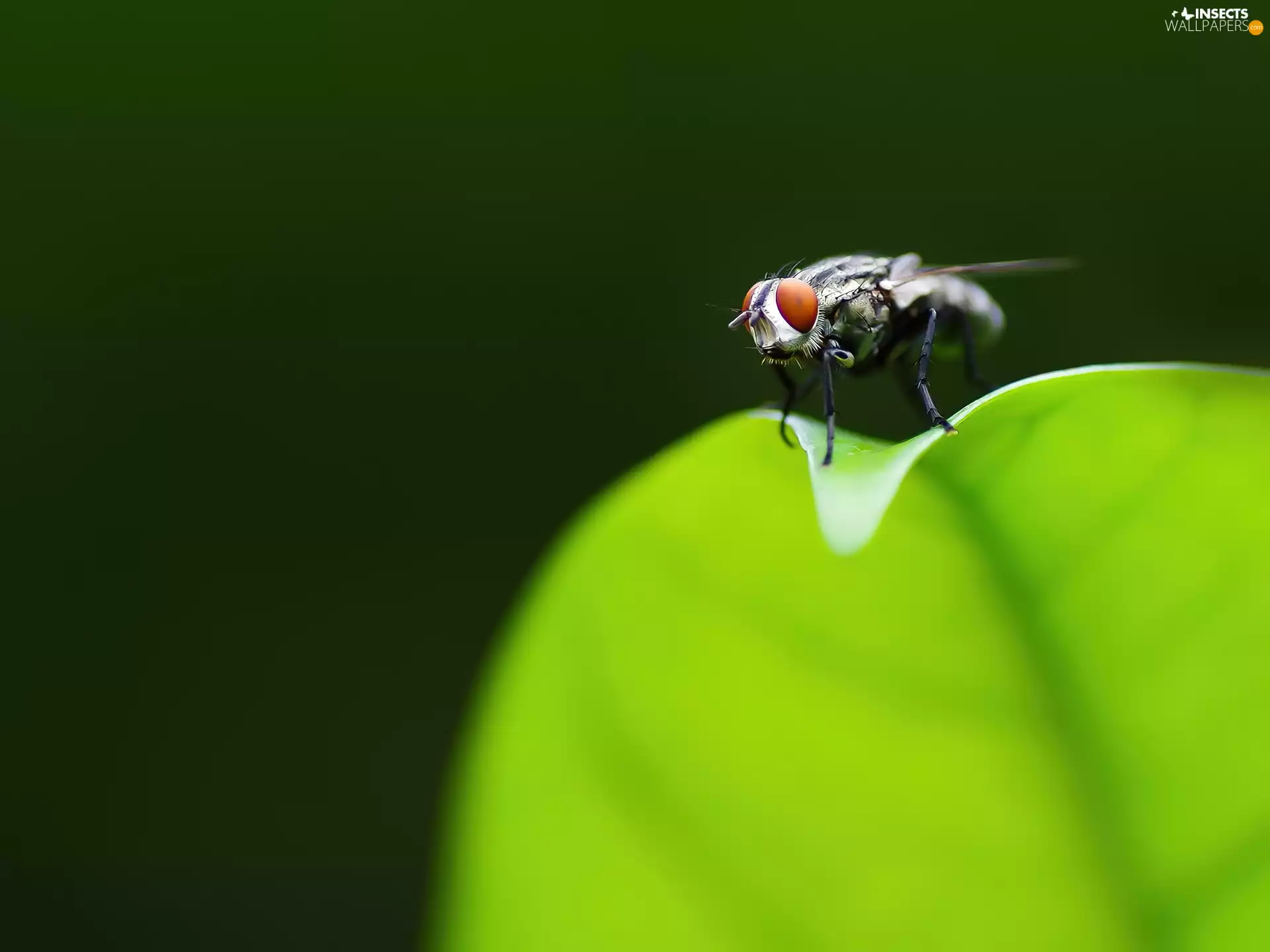 fly, leaf