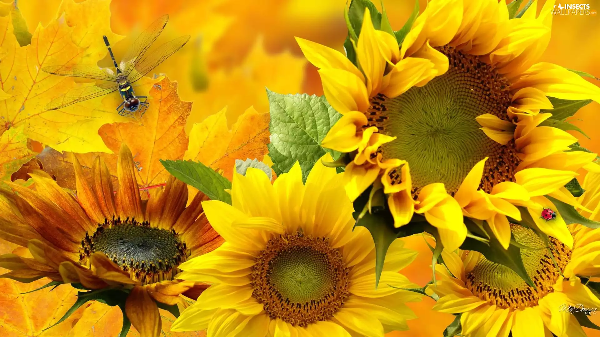 Nice sunflowers, dragon-fly