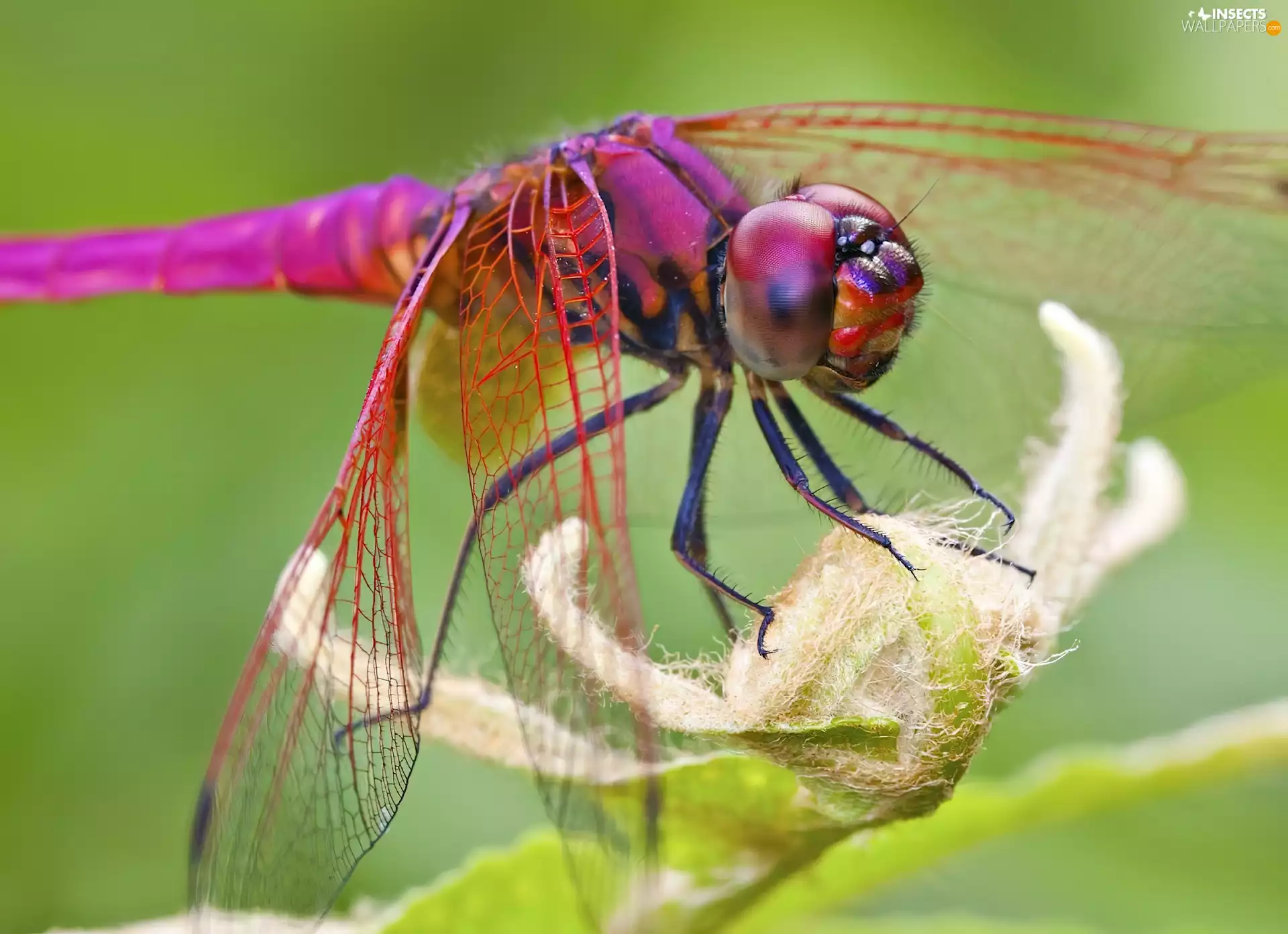plant, Pink, dragon-fly