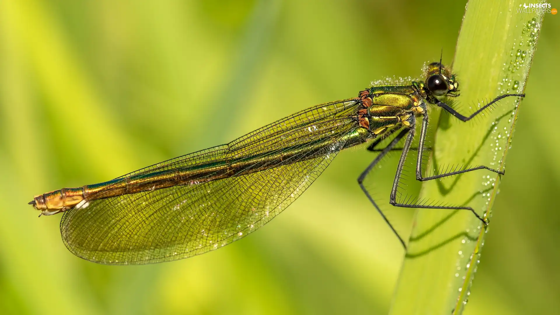 dragon-fly, plant, Close, stalk