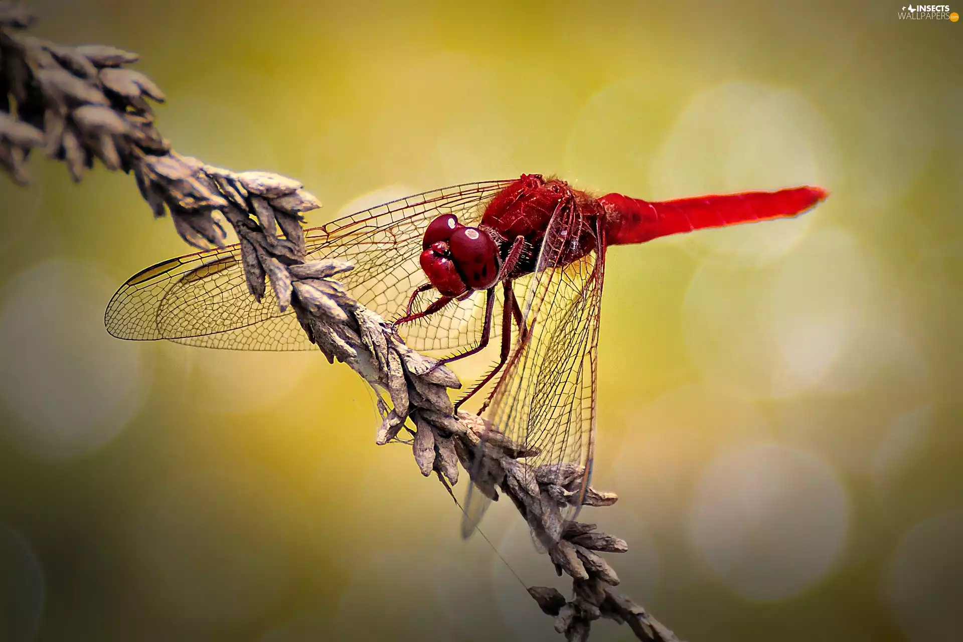 red hot, dragon-fly