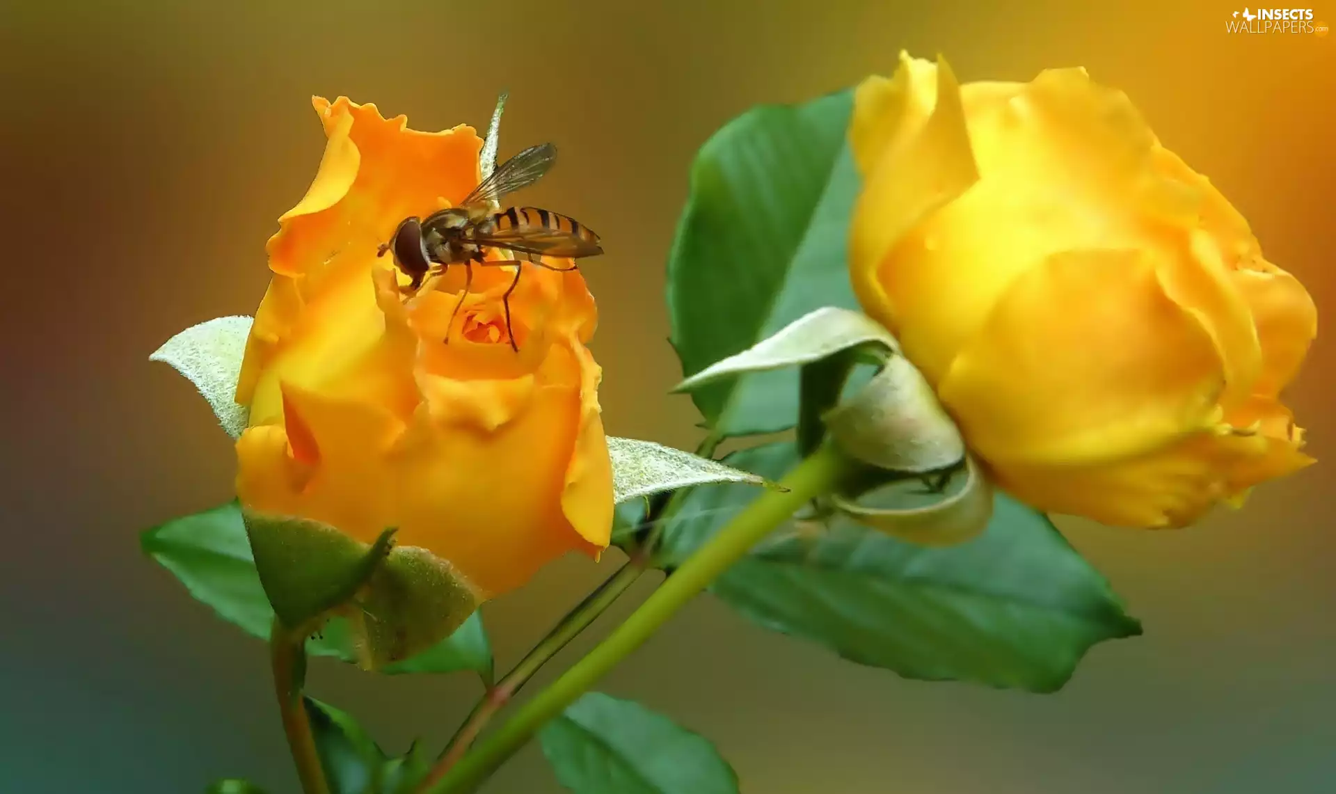 fly, Yellow, roses