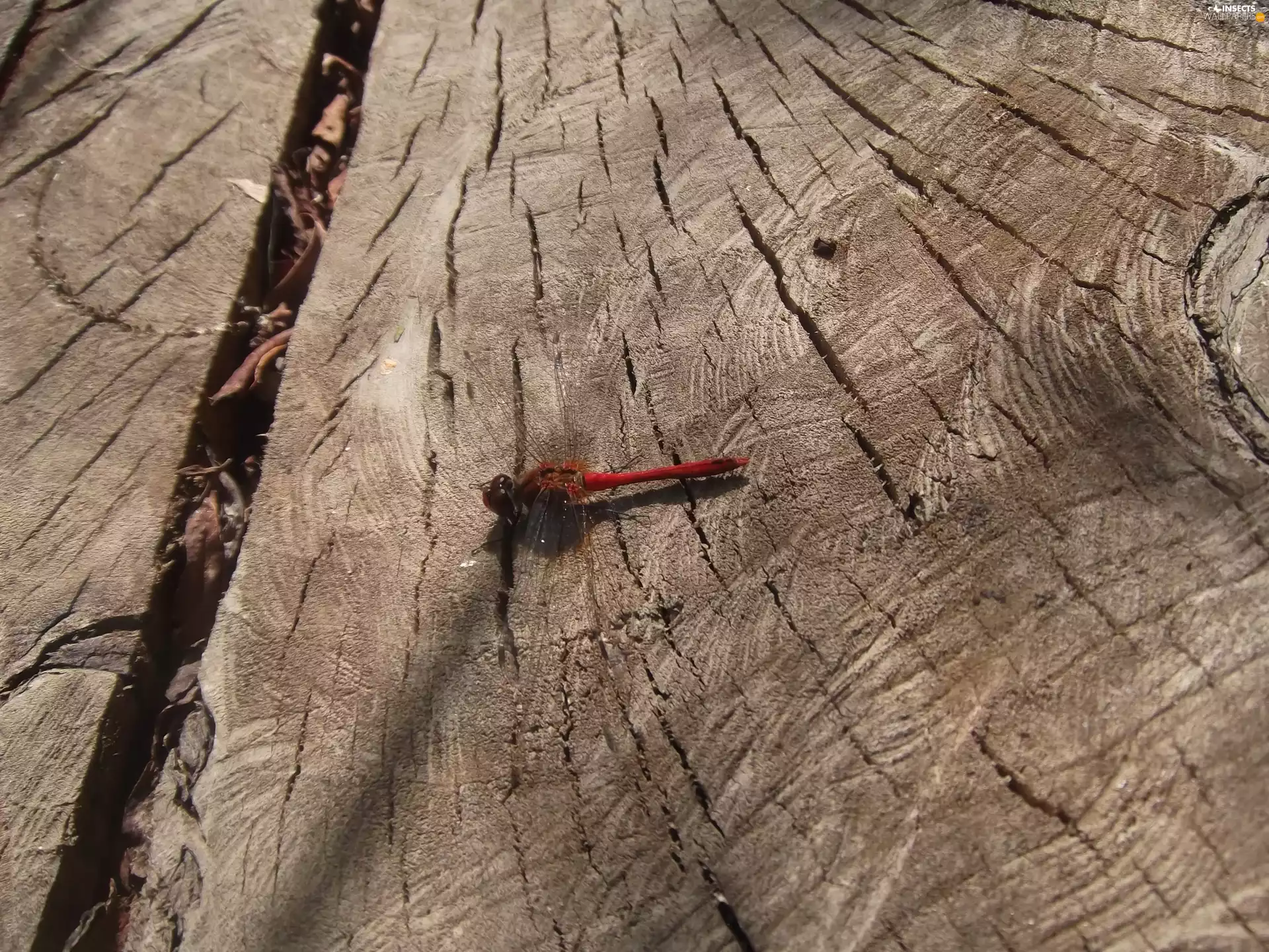 trunk, Resting, dragon-fly