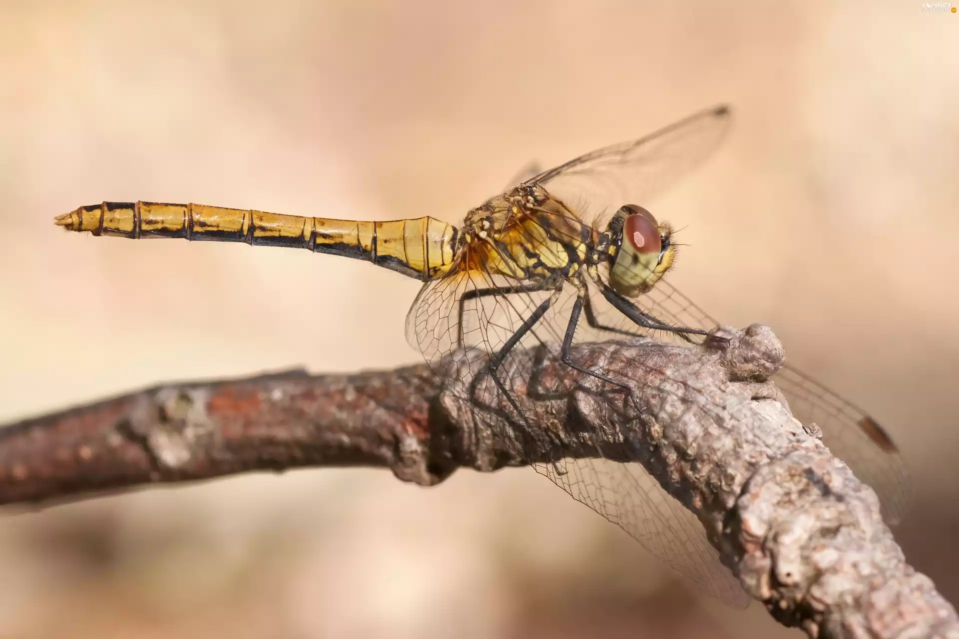 twig, Insect, dragon-fly
