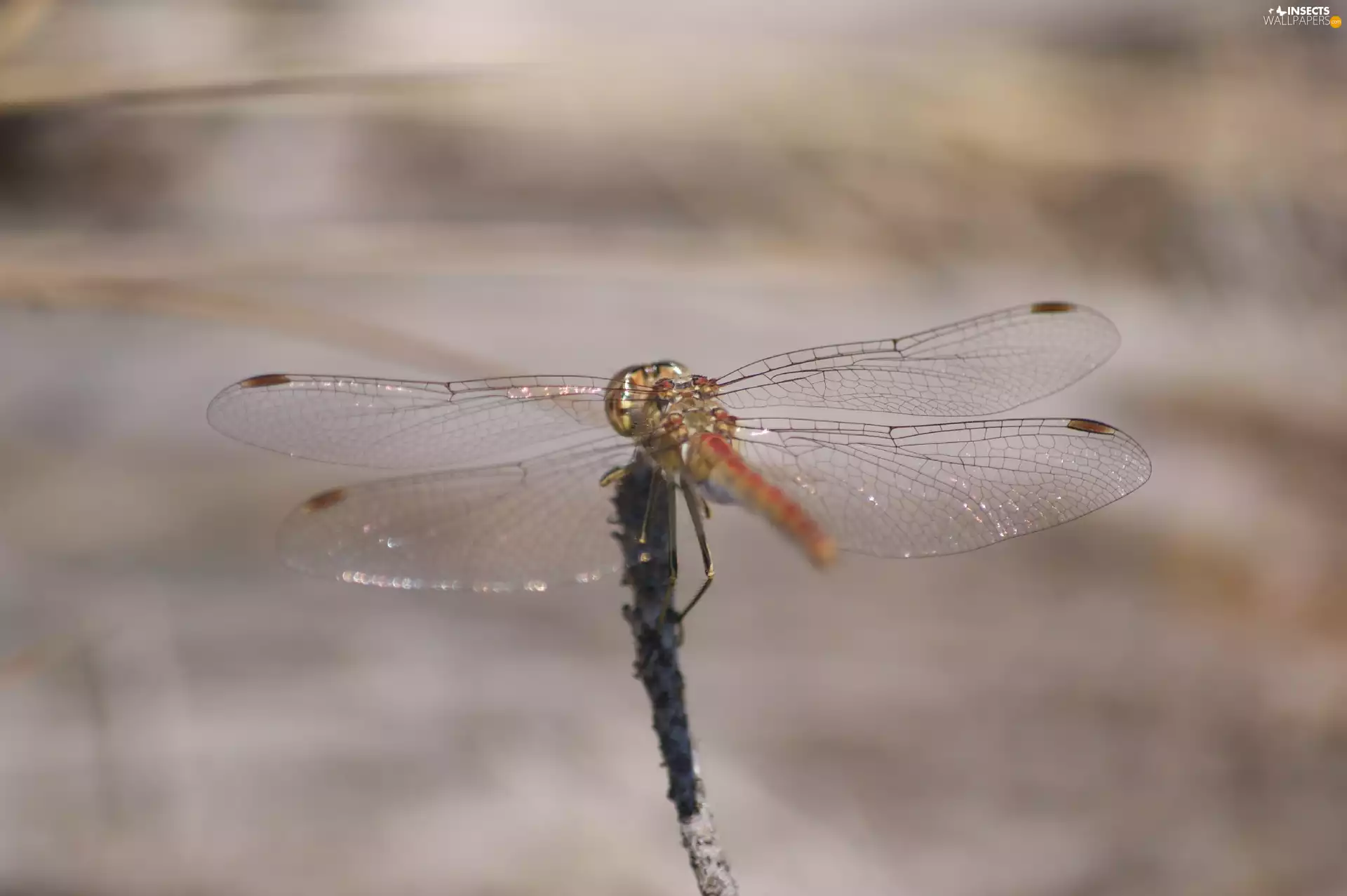 wings, Insect, dragon-fly