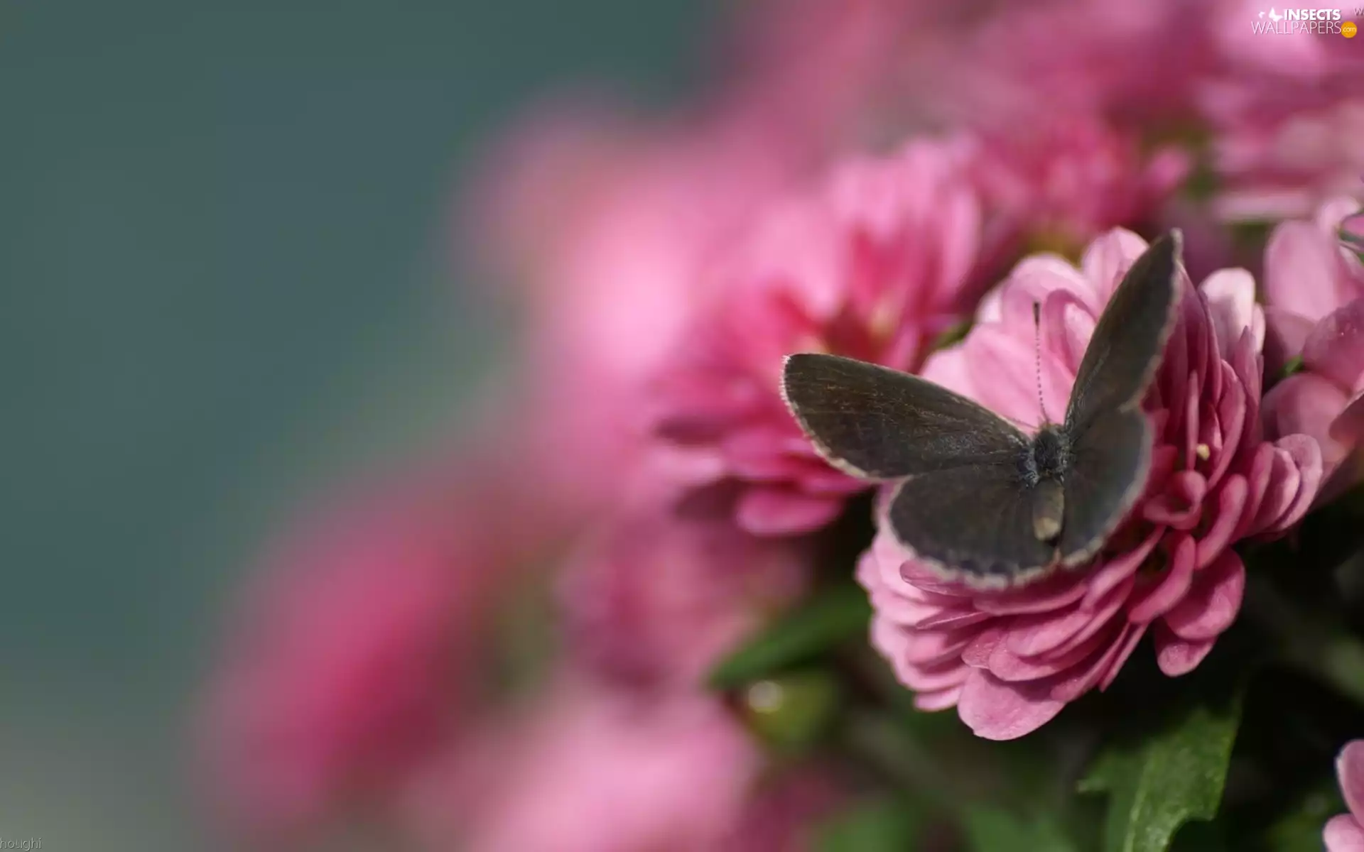 deep, focus, Flowers, butterfly, Pink