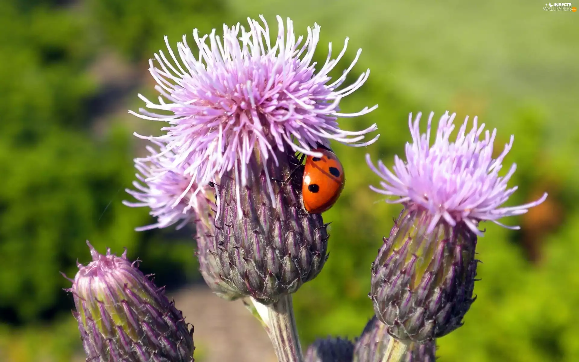forest, ladybird, teasel