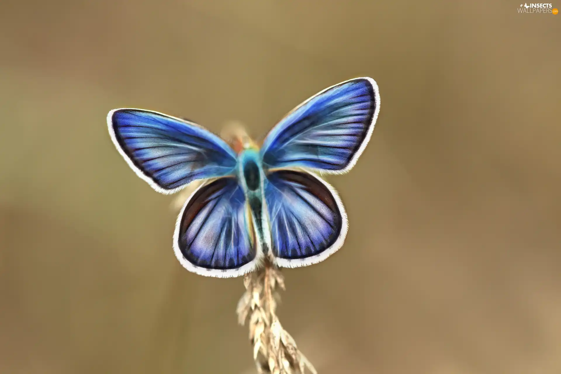 Fractalius, butterfly, blue