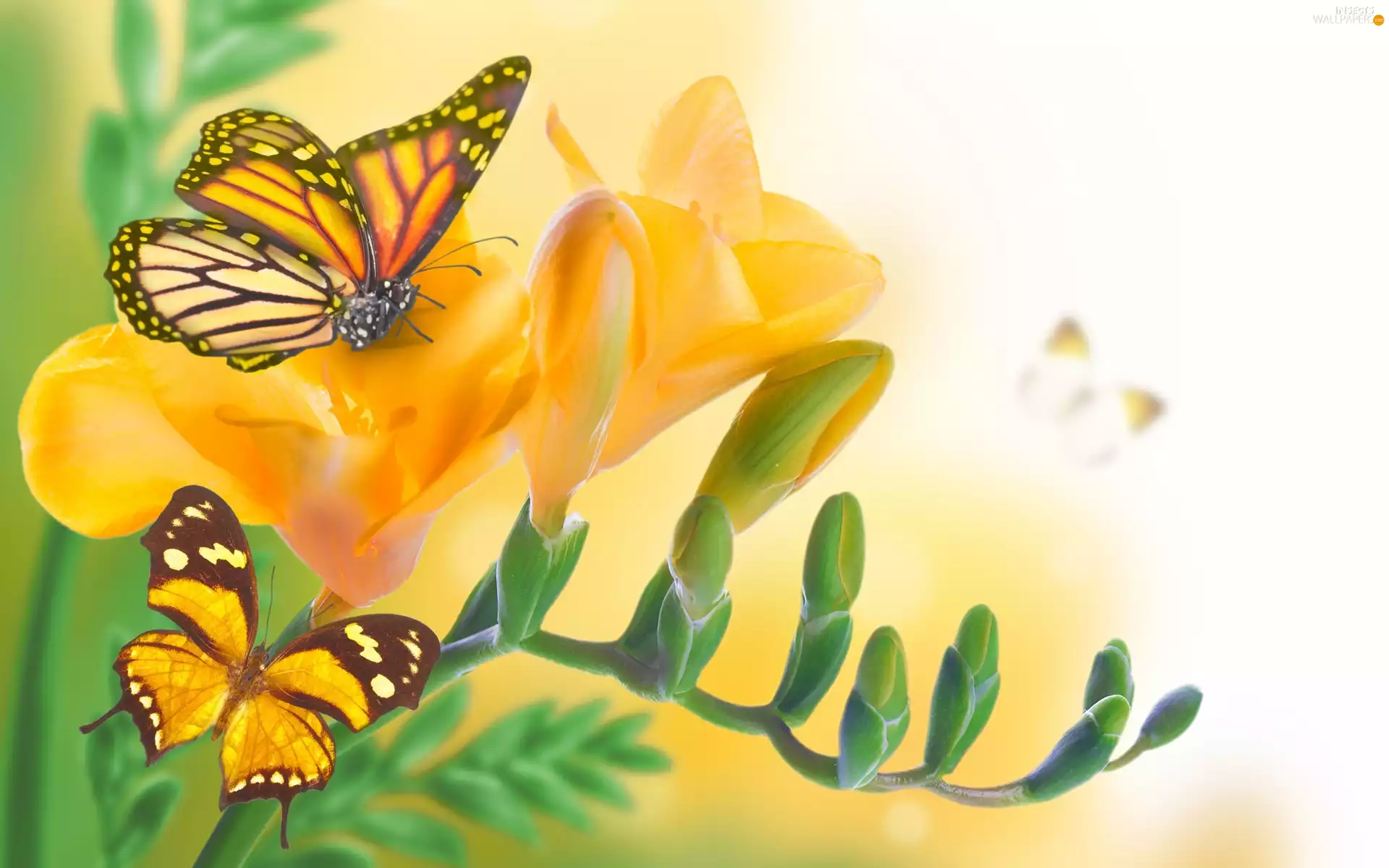 freesia, butterflies