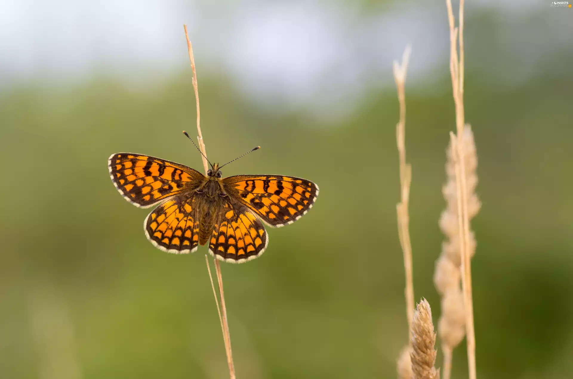 butterfly, Atalia, plant, fritillary