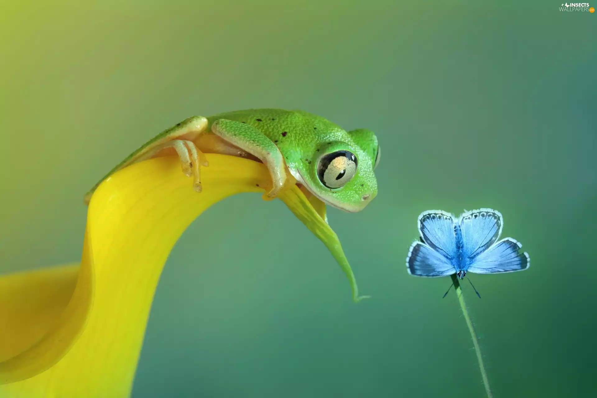 butterfly, Green, strange frog