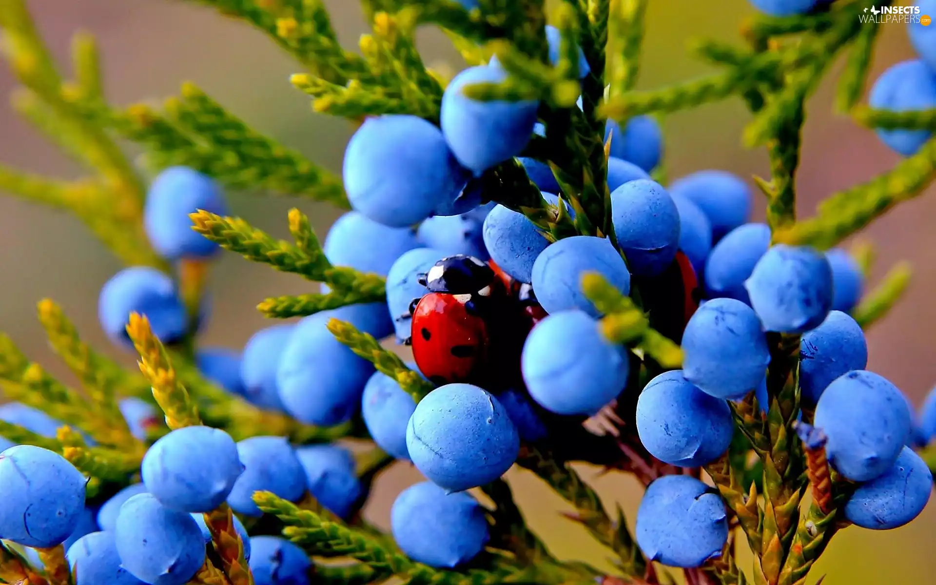 juniper, ladybird, Close, Fruits