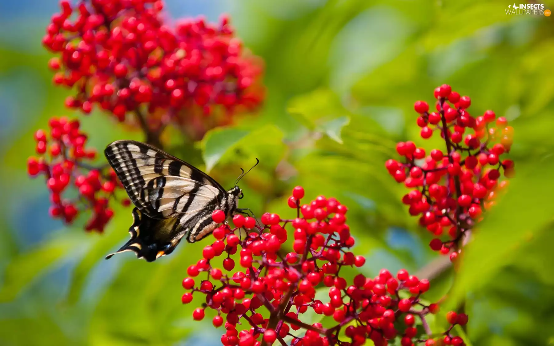 Fruits, butterfly, Red