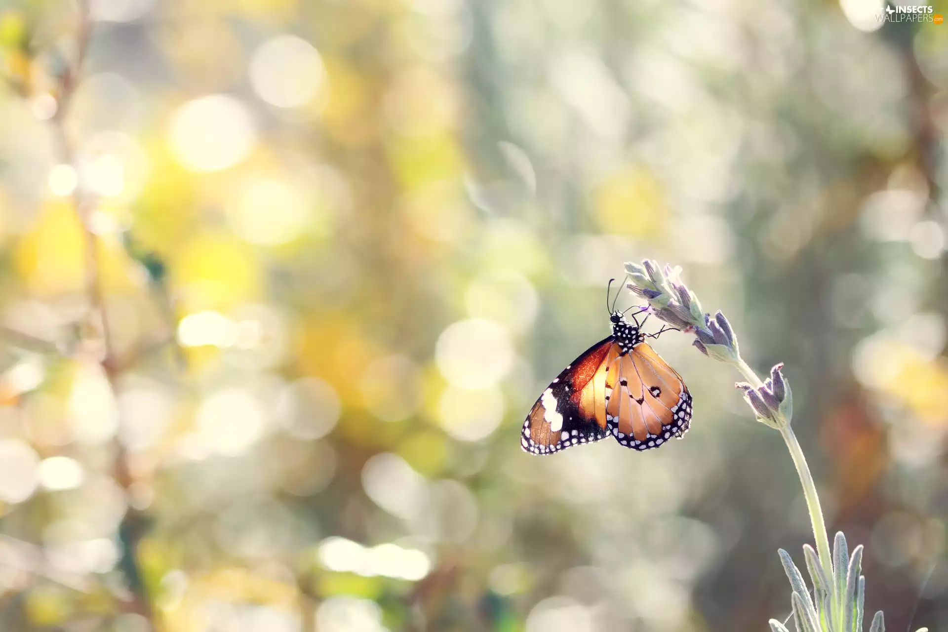 background, Bokeh, lavender, fuzzy, Monarch Butterfly