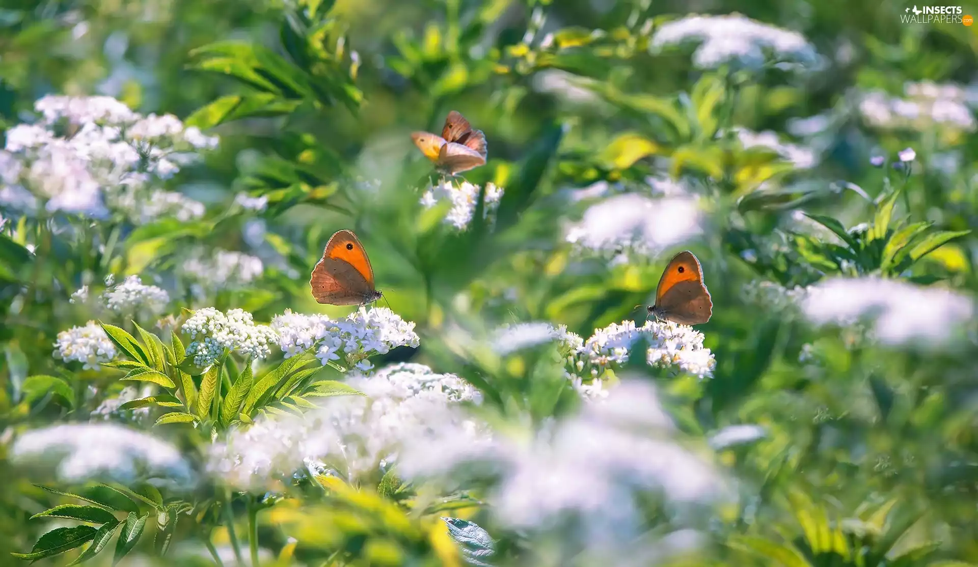 Flowers, Gatekeeper, blurry background, butterflies