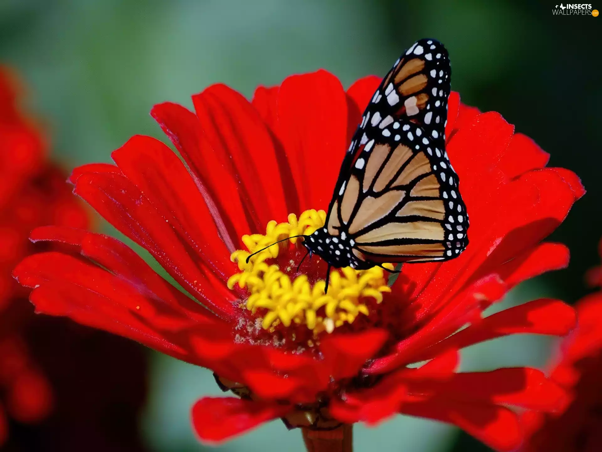 gerberas, butterfly