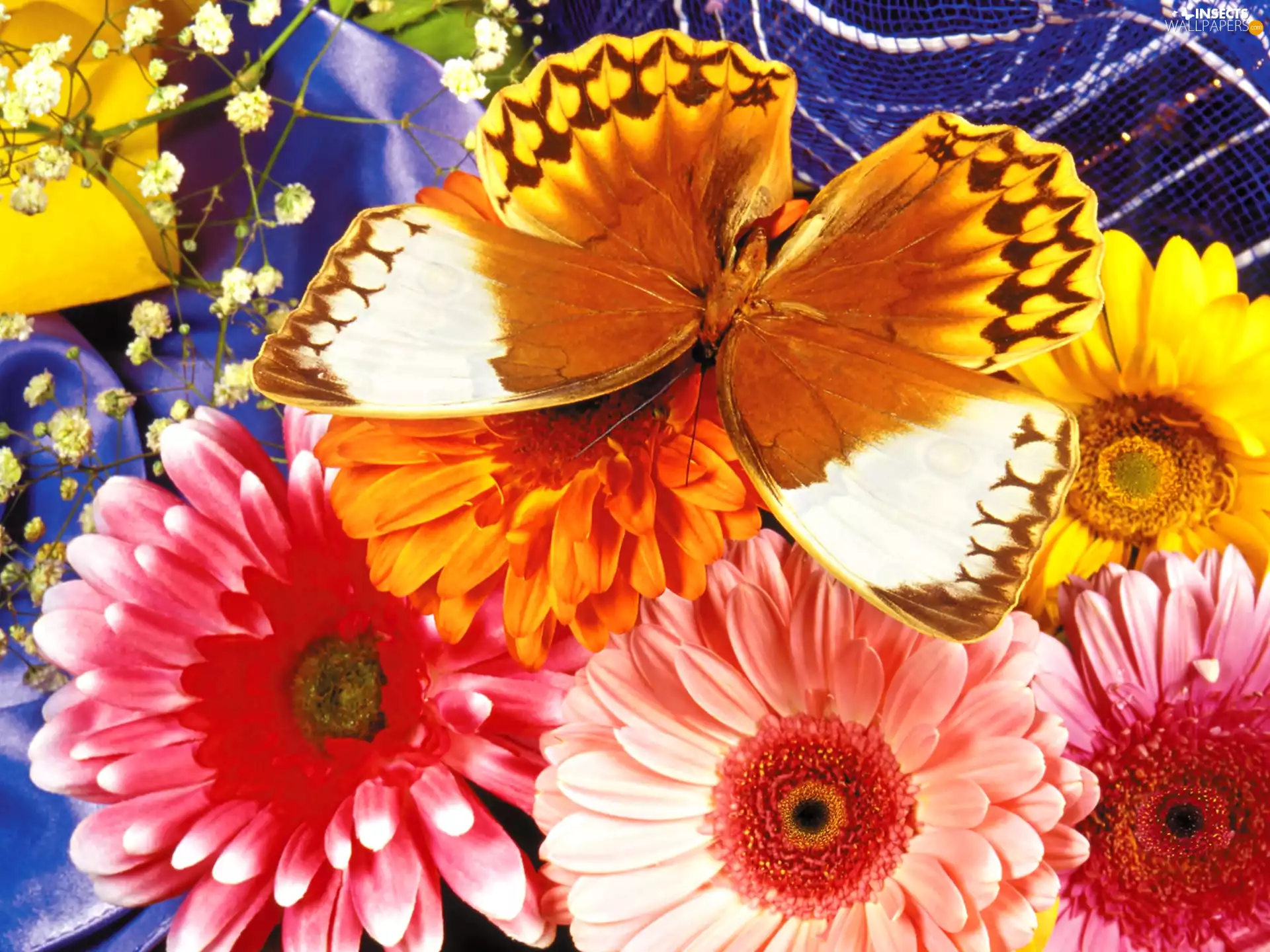 gerberas, butterfly, color