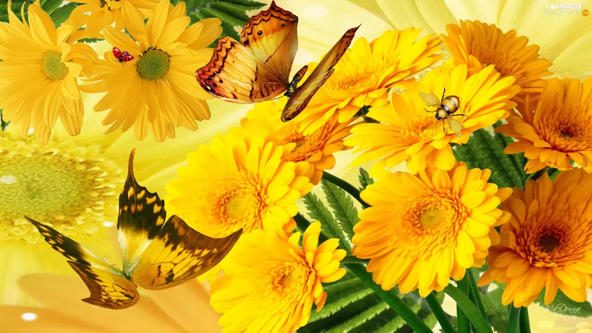 Yellow, butterflies, Art, gerberas