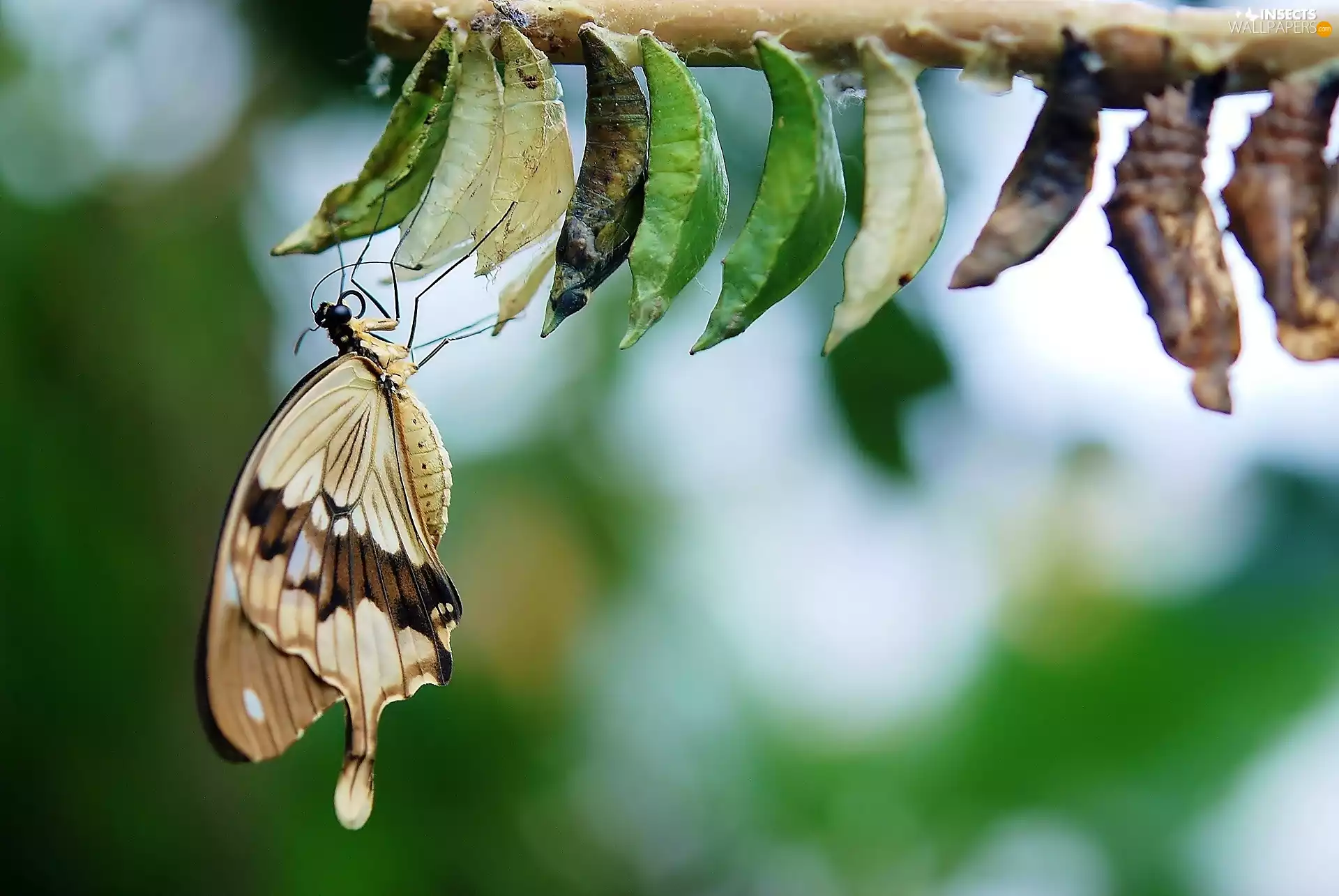glamour, butterfly, Cocoons