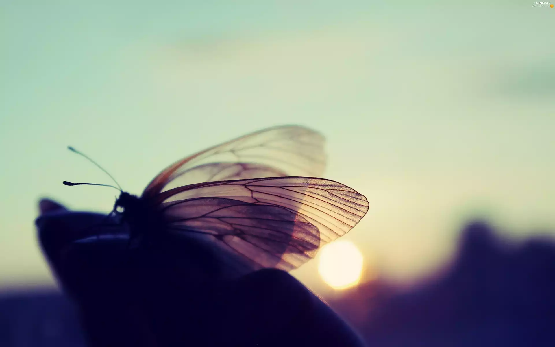 ligh, Close, flash, glamour, butterfly, sun, luminosity