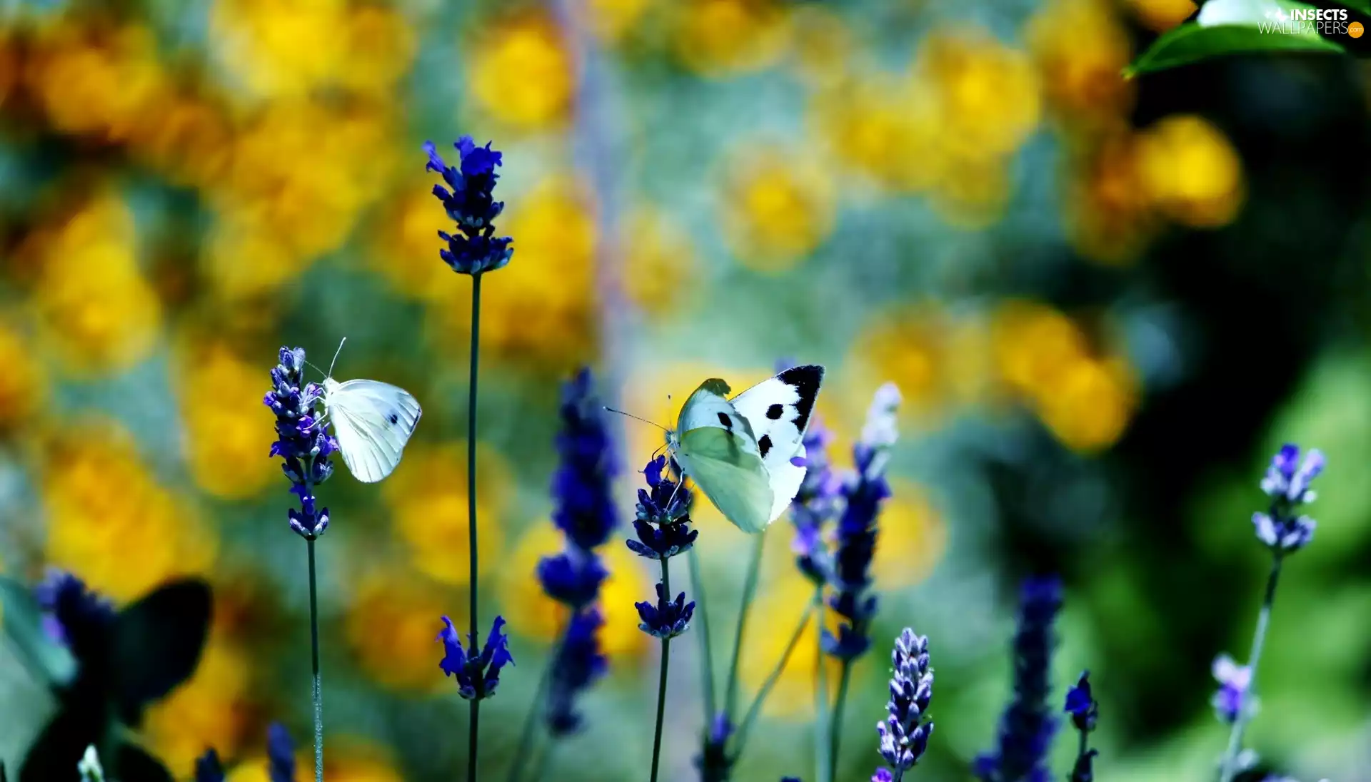 butterflies, glamour, Flowers, White, Blue