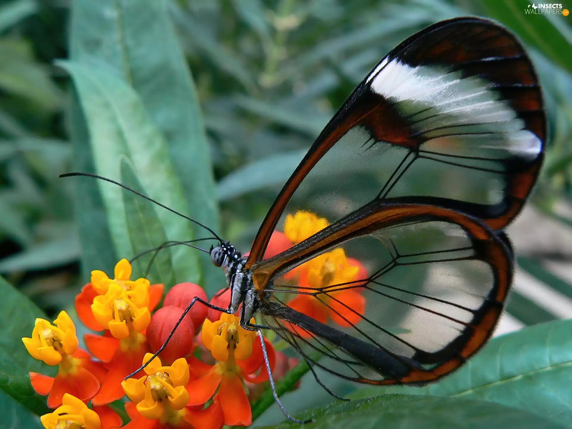 butterfly, transparent, wings, Glasswing