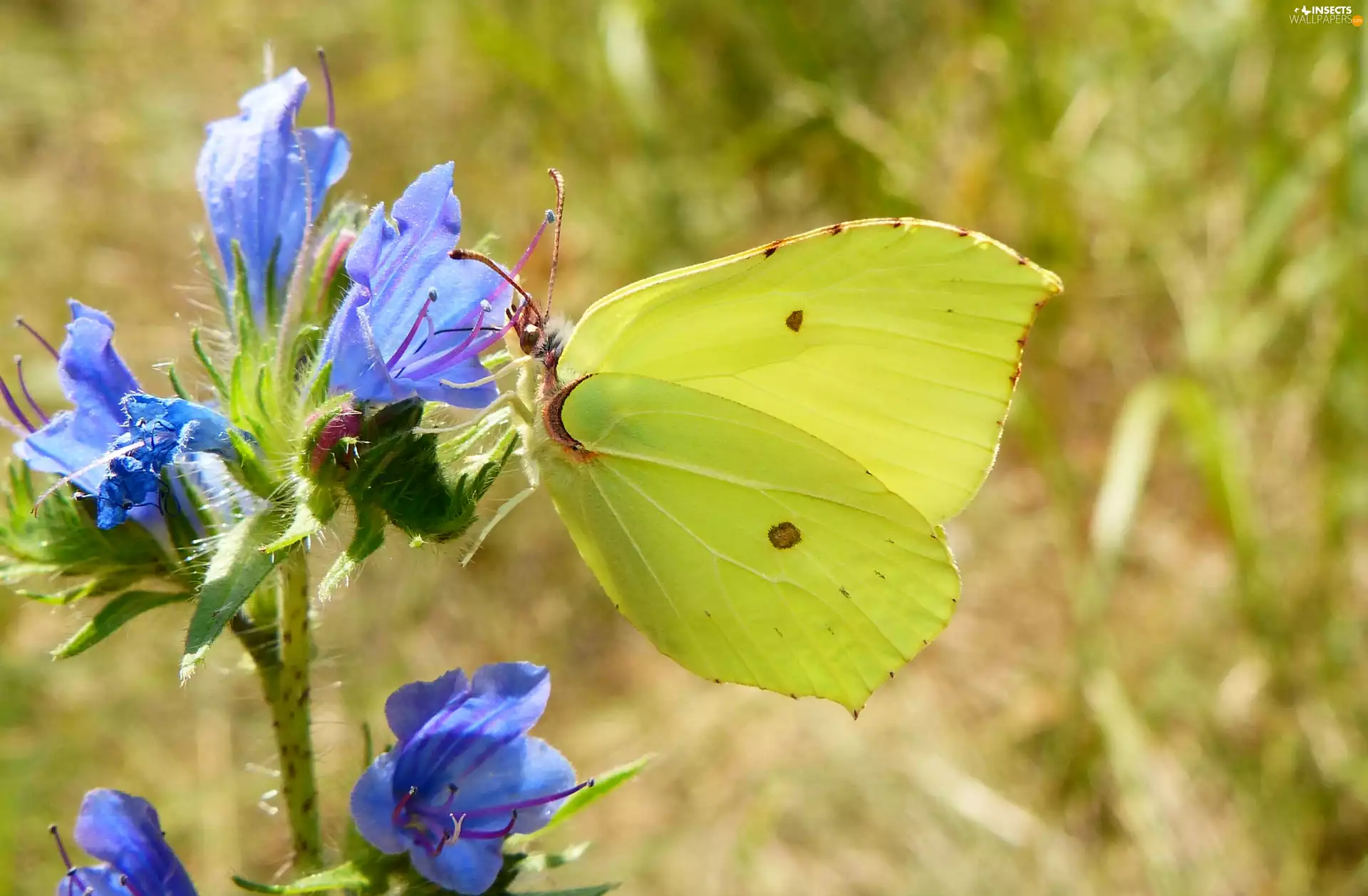 Flowers, Blue, Cabbage, Gonepteryx Rhamni, butterfly