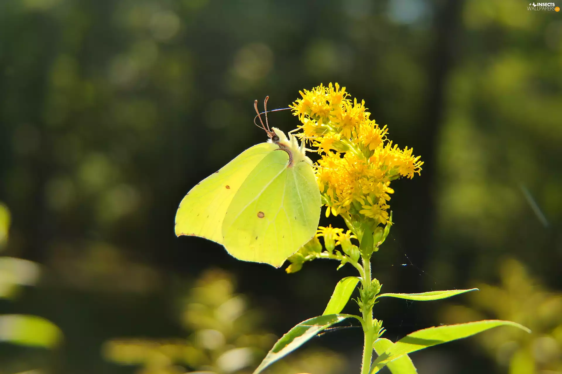 Gonepteryx rhamni, butterfly
