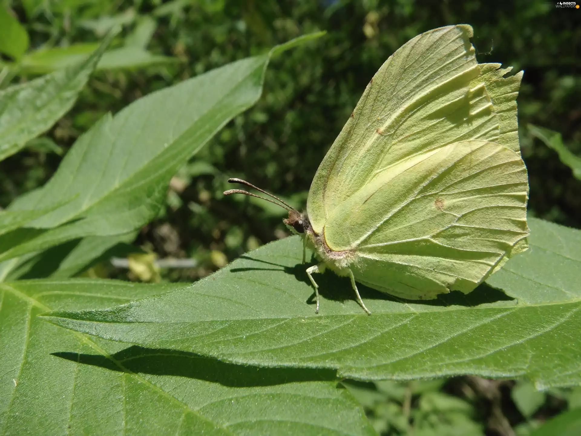 Insect, Gonepteryx rhamni, leaf, butterfly