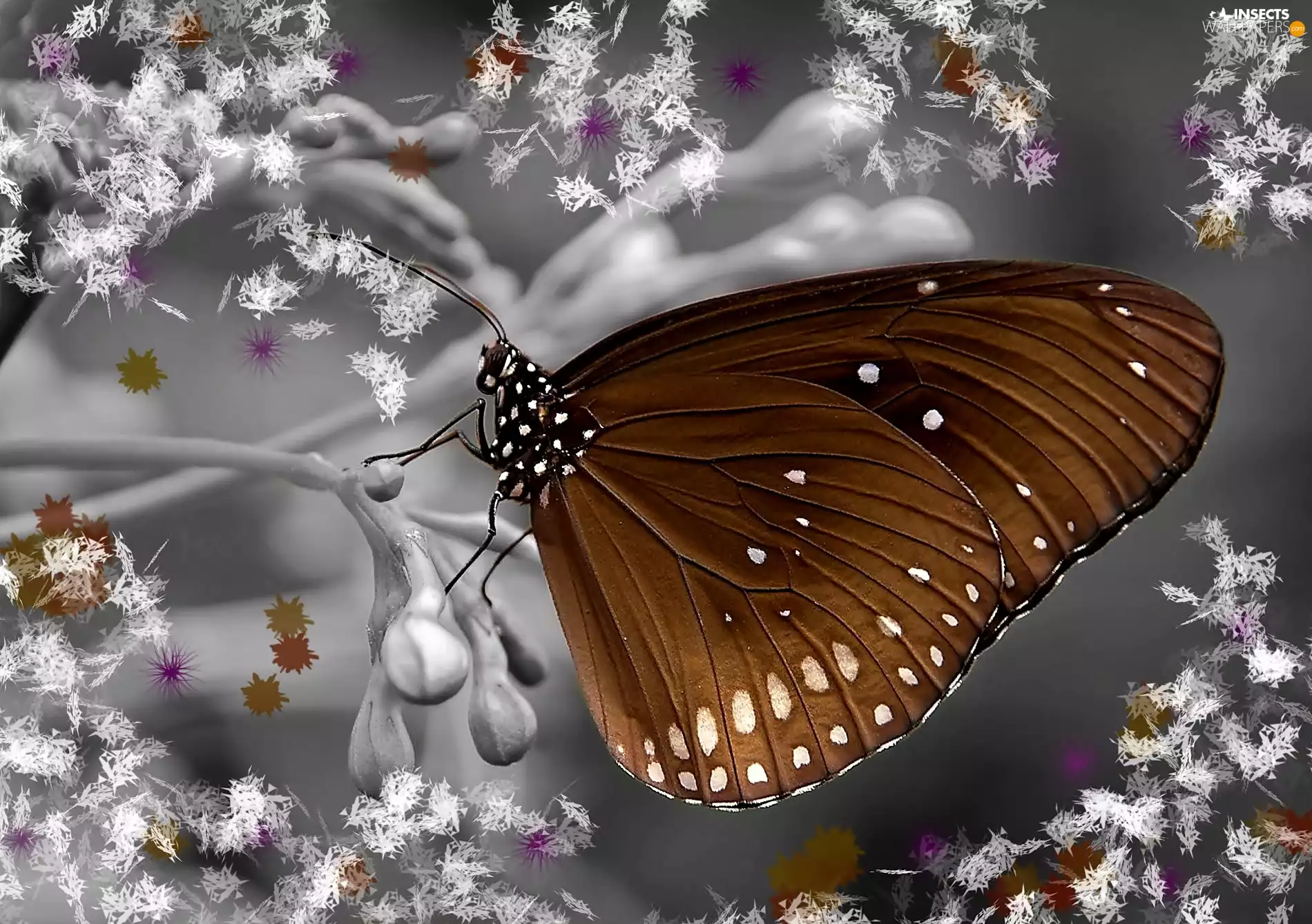 effects, graphic, butterfly, Close, Brown