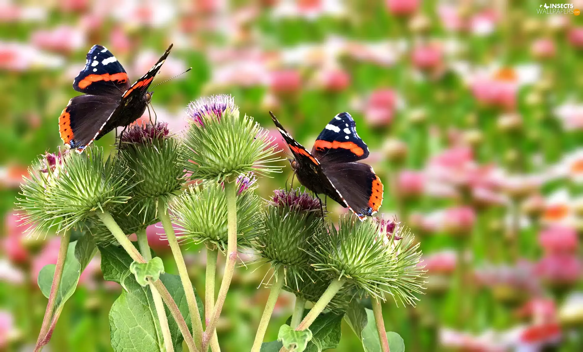teasel, butterflies, Flowers, graphics, Meadow, Mermaid Admiral