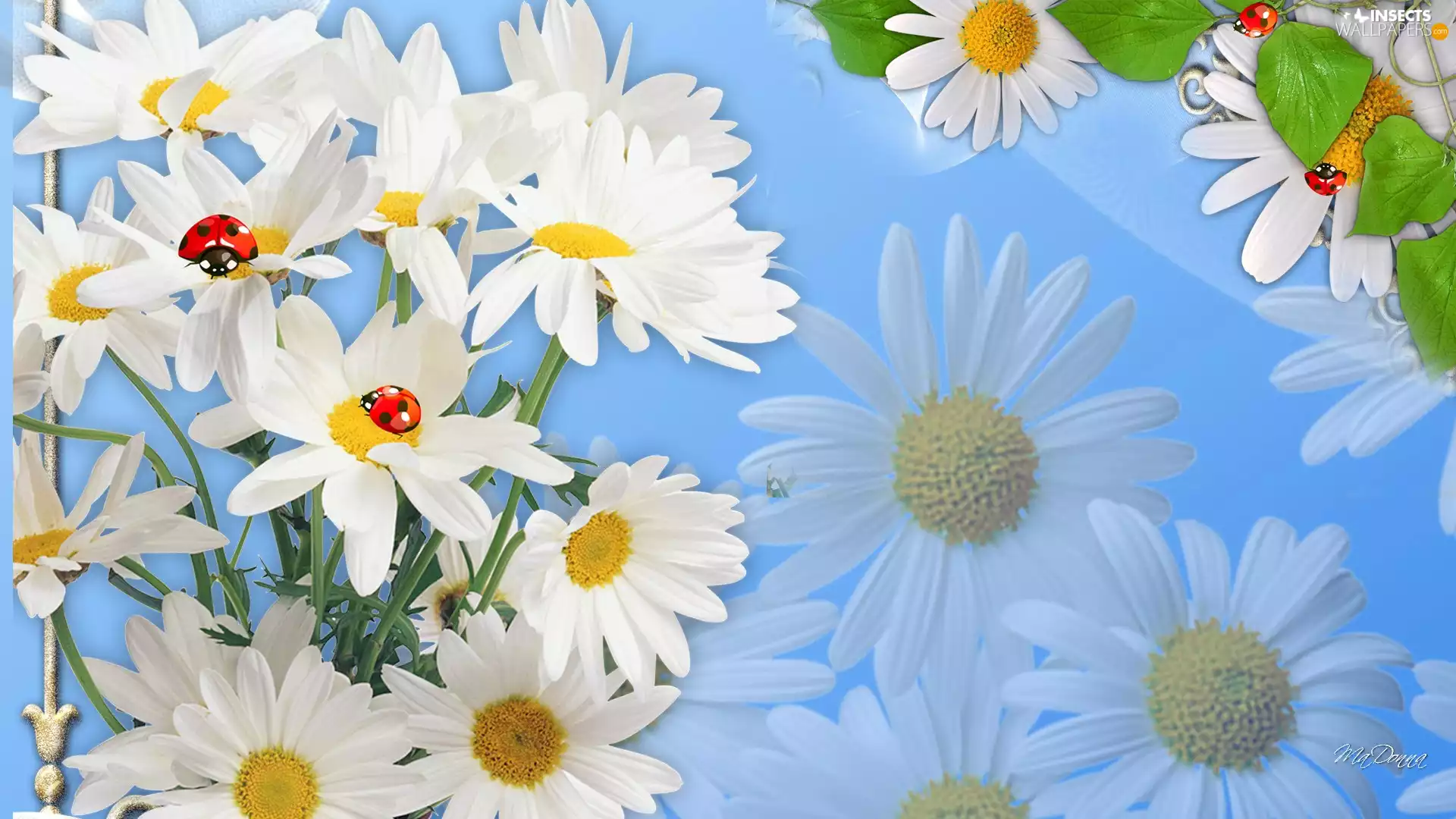 graphics, daisy, ladybugs
