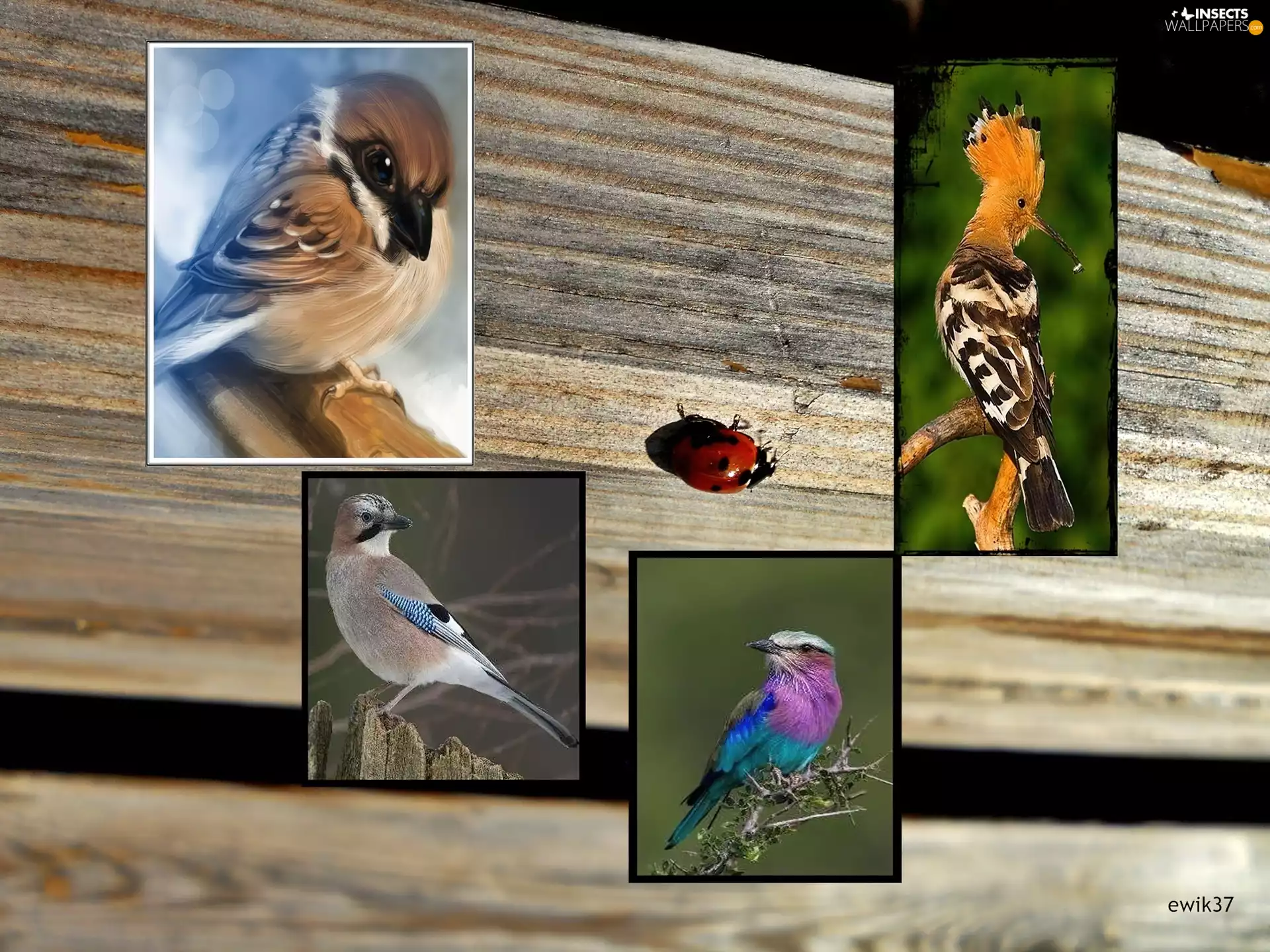 jay, birds, ladybird, graphics, booby, sparrow