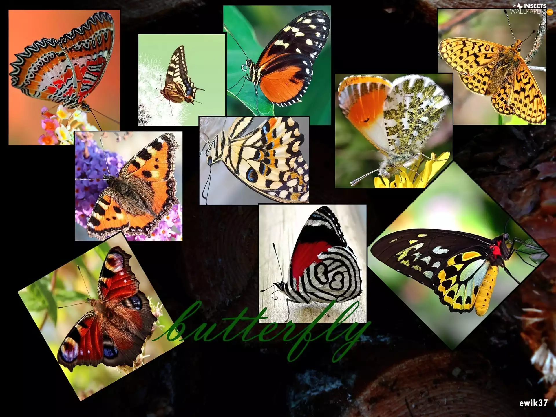 graphics, butterflies, text