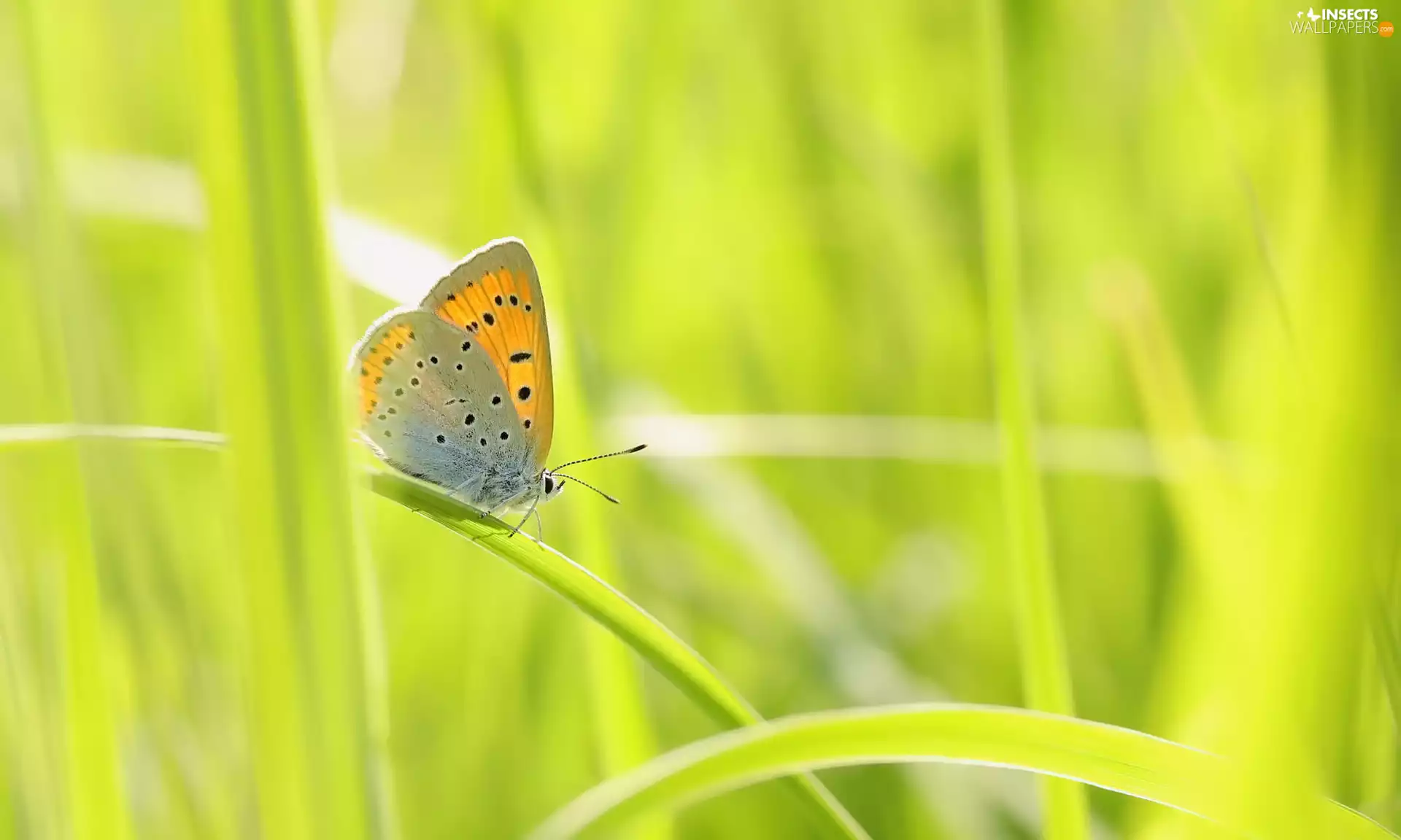 butterfly, grass, blades, Large Copper