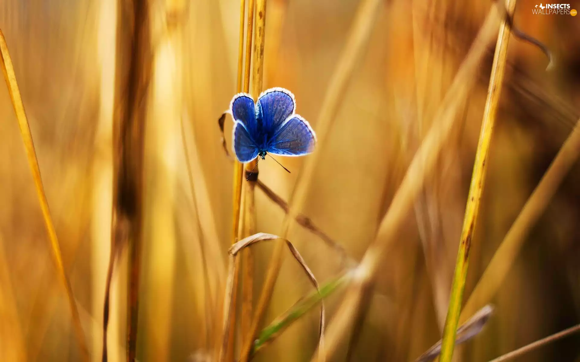 Yellowed, grass, butterfly, Dusky, blue