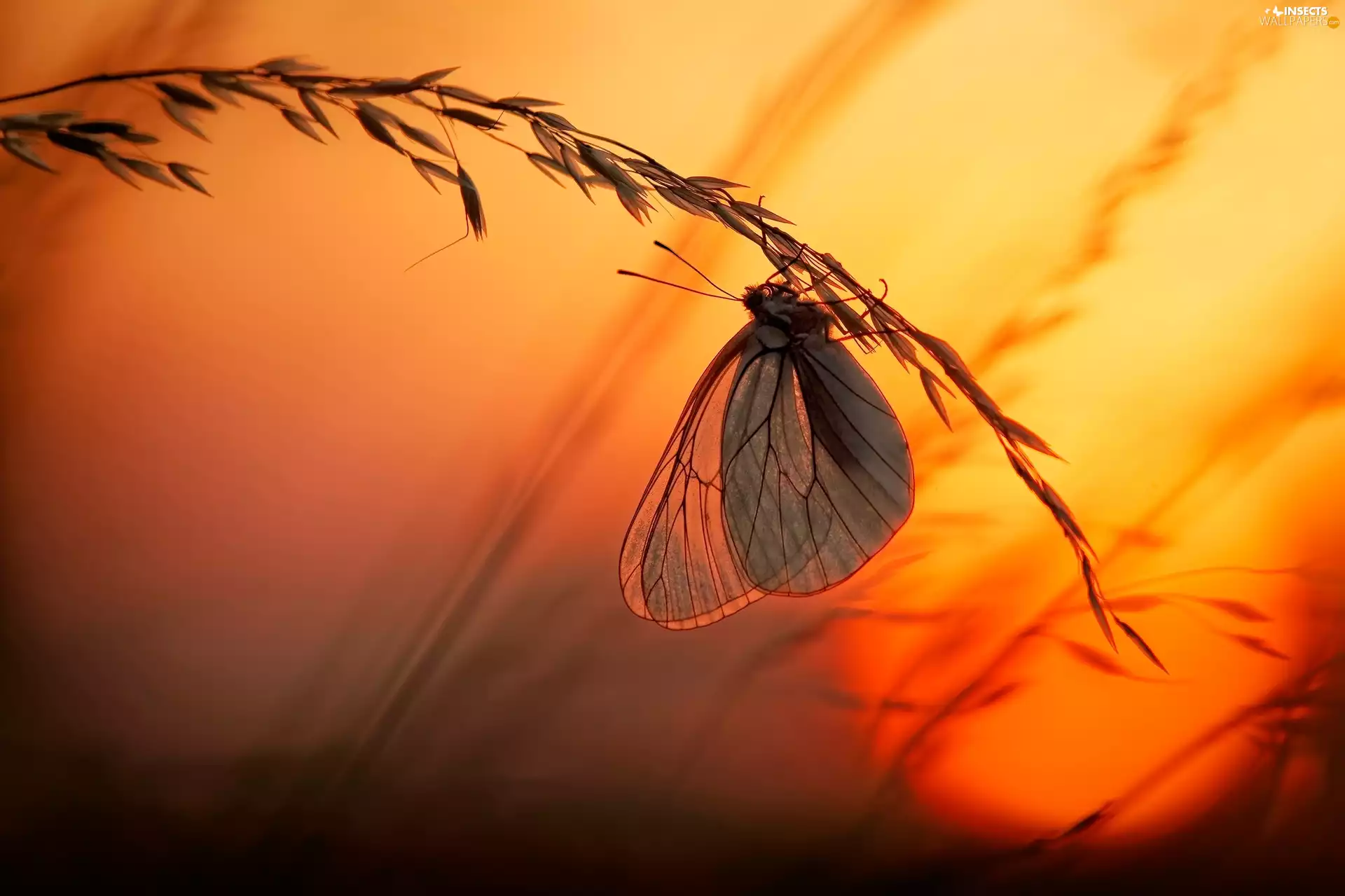 grass, butterfly, butterfly