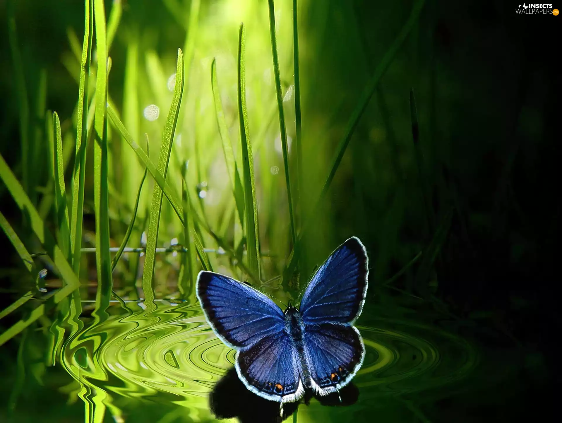 grass, Granate, butterfly