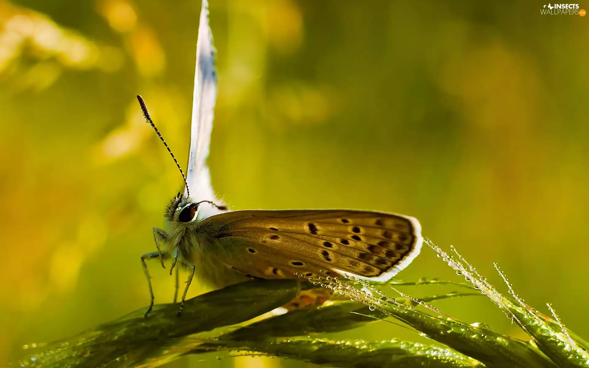 butterfly, droplets, water, grass