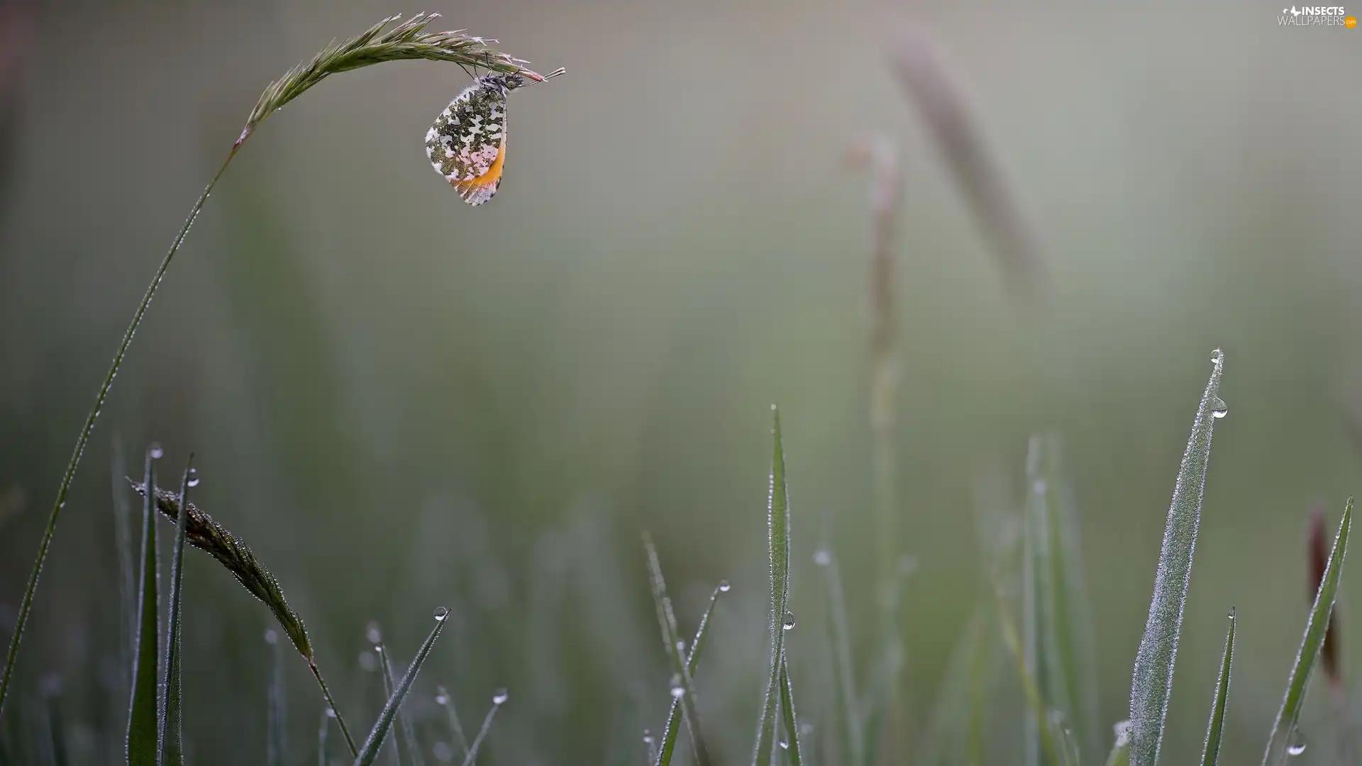 butterfly, grass, drops, Orange Tip