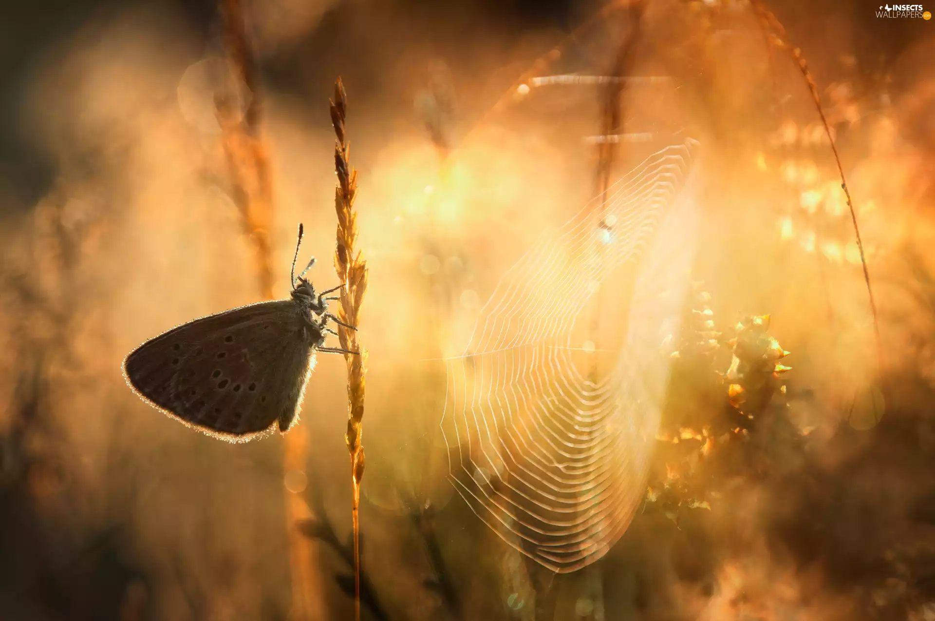 blades, grass, Dusky, Web, butterfly