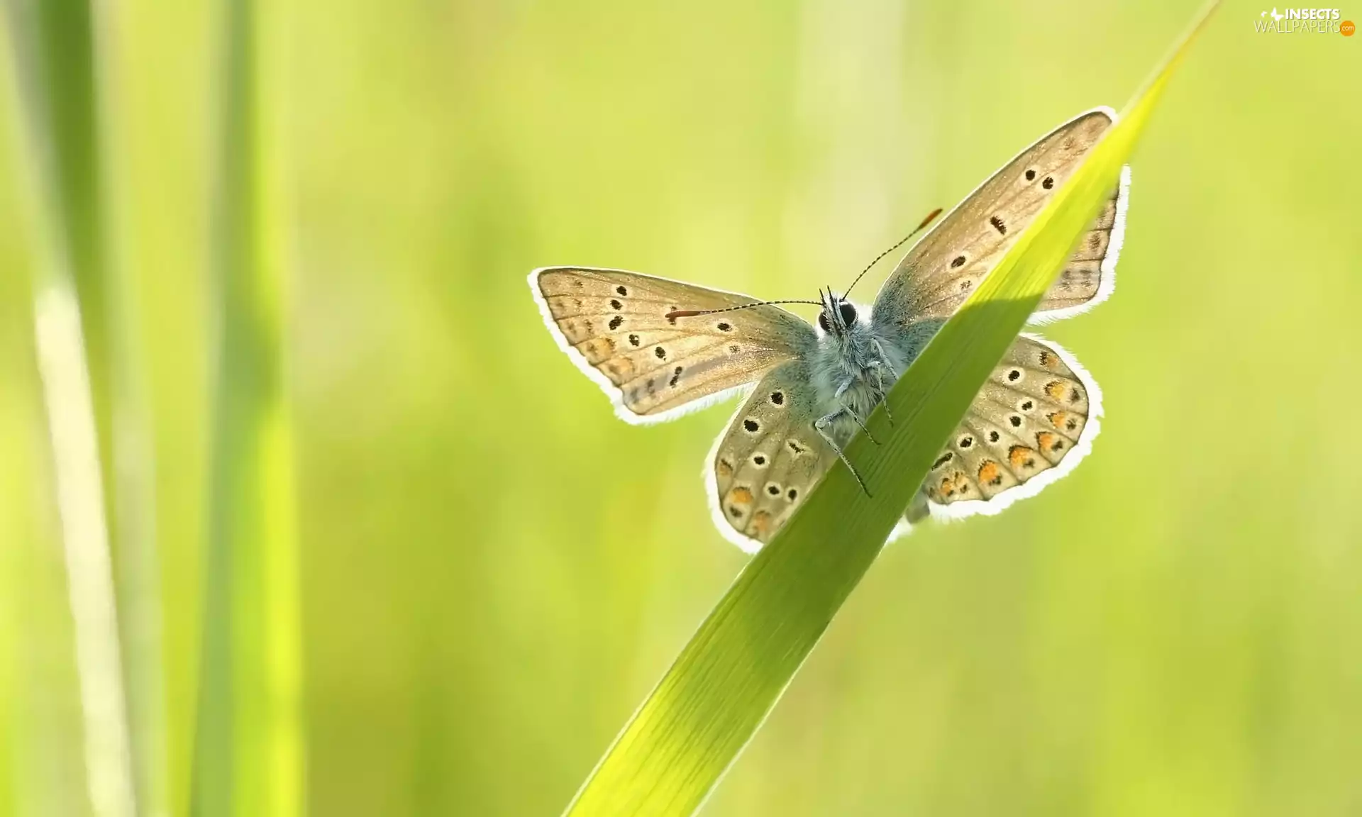 butterfly, grass, Dusky Icarus, stalk