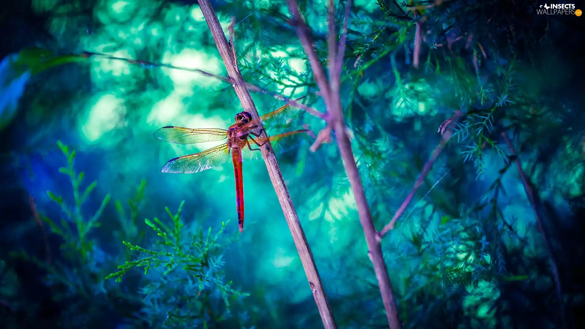 grass, dragon-fly