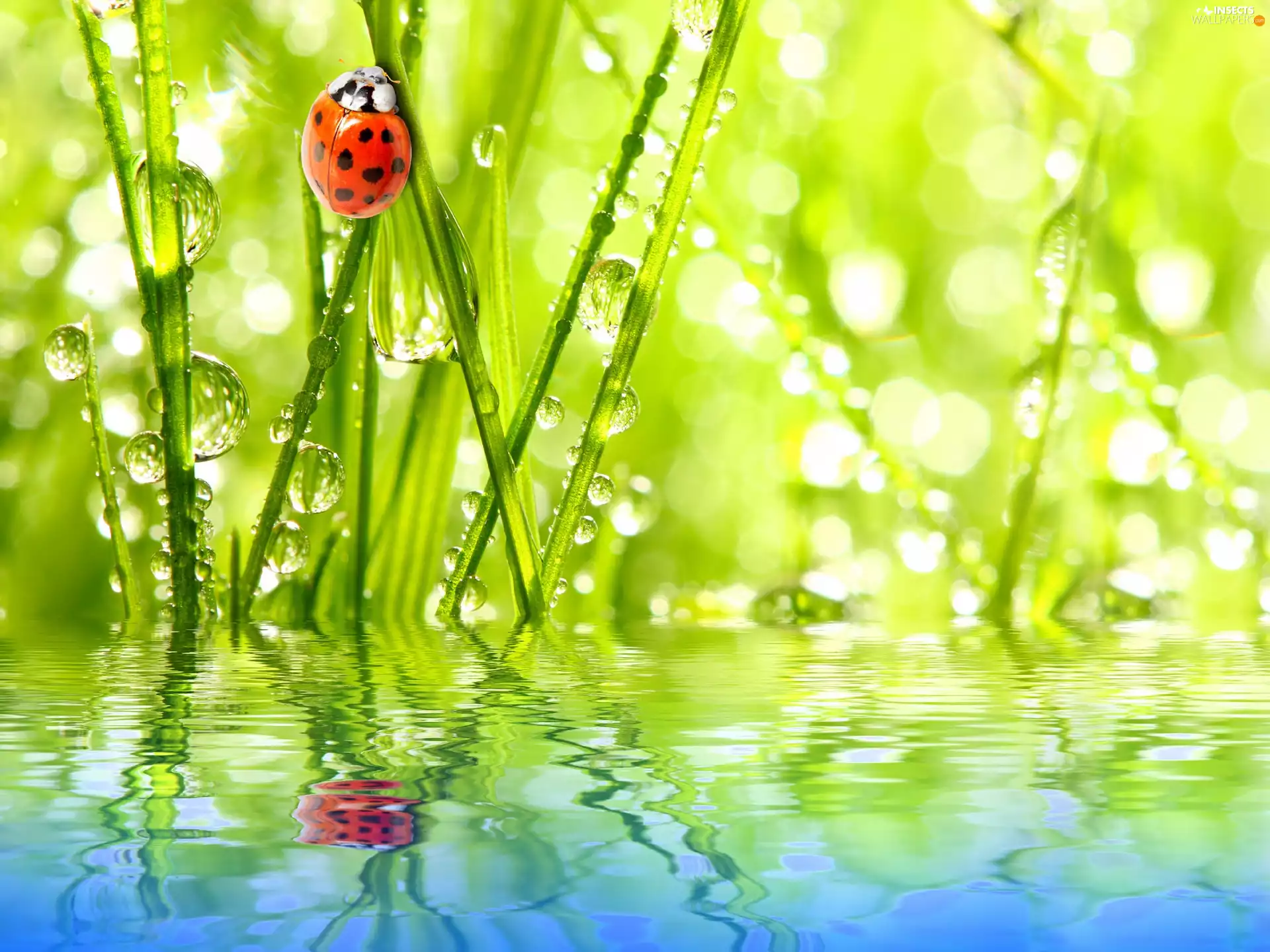 ladybird, water, Bokeh, grass
