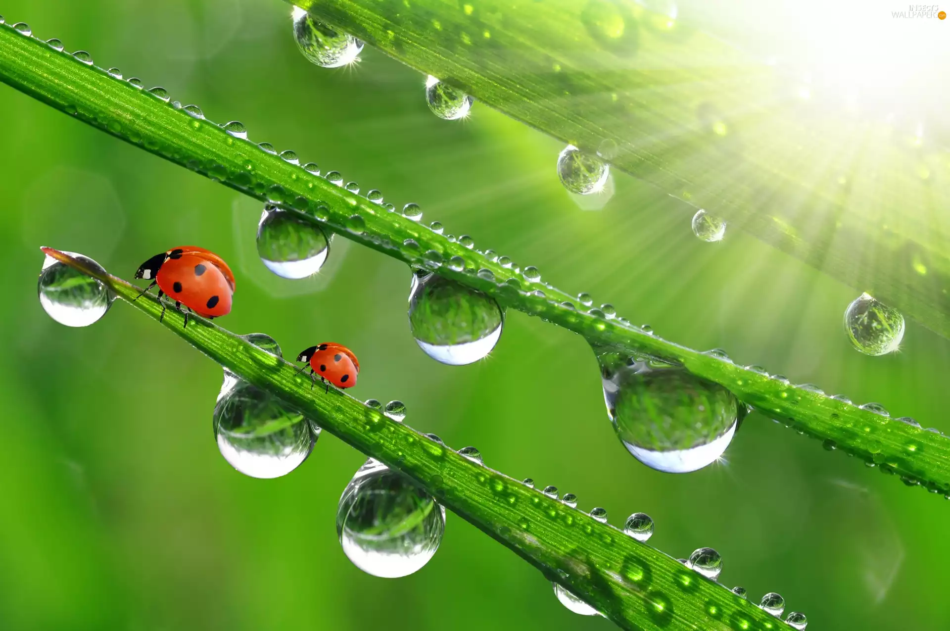 drops, Two, blades, grass, water, ladybugs