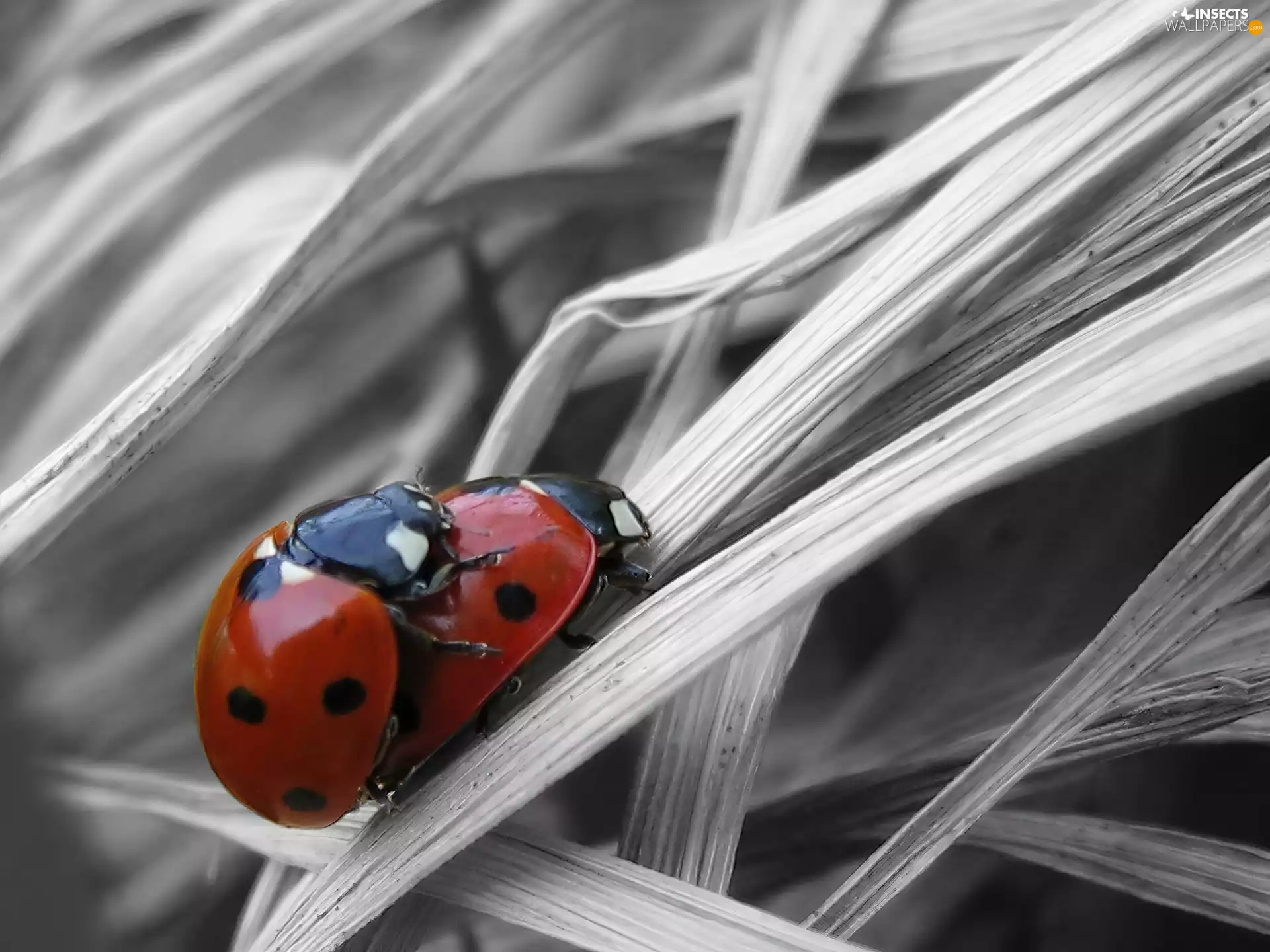 grass, Two, ladybugs