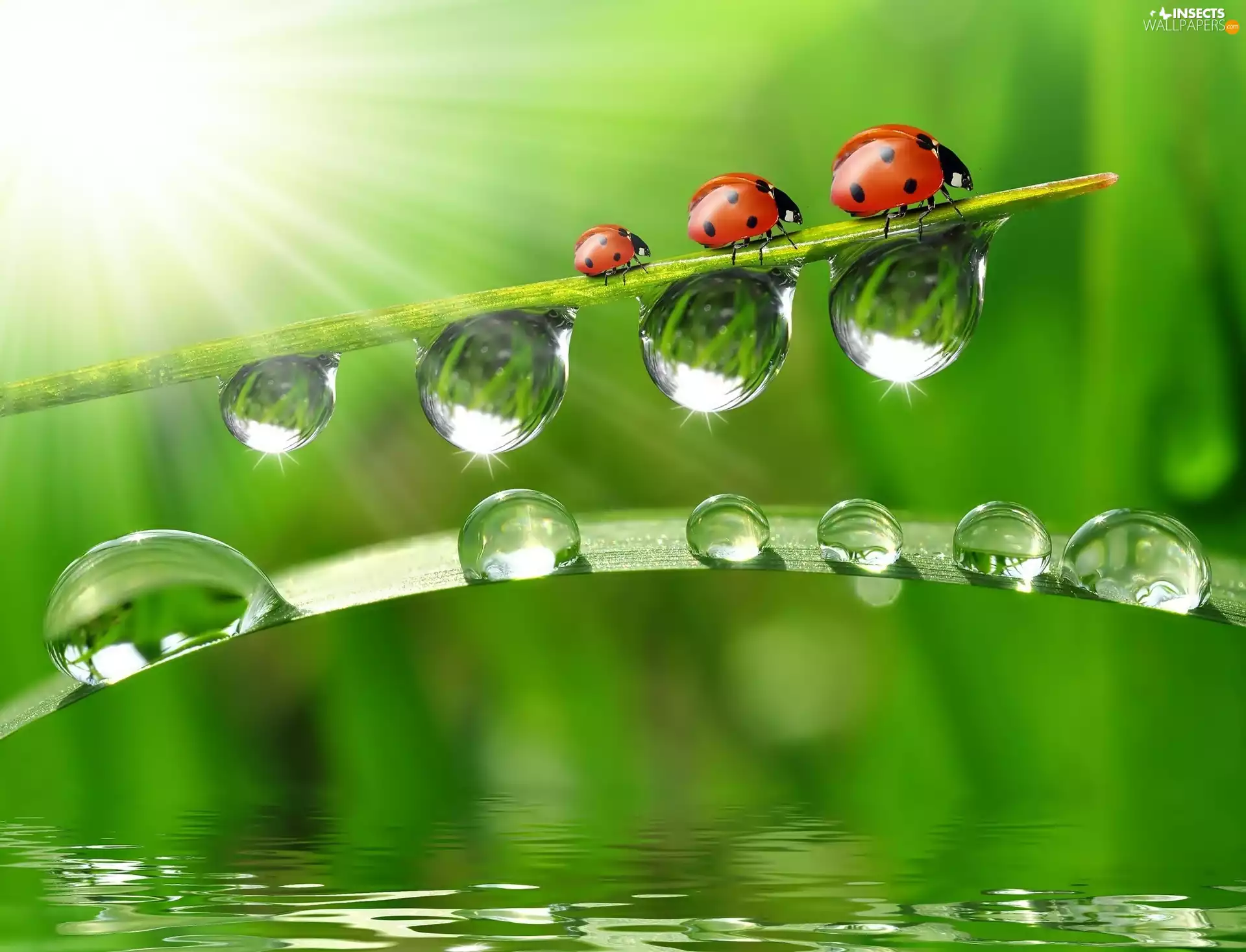 ladybugs, drops, water, grass
